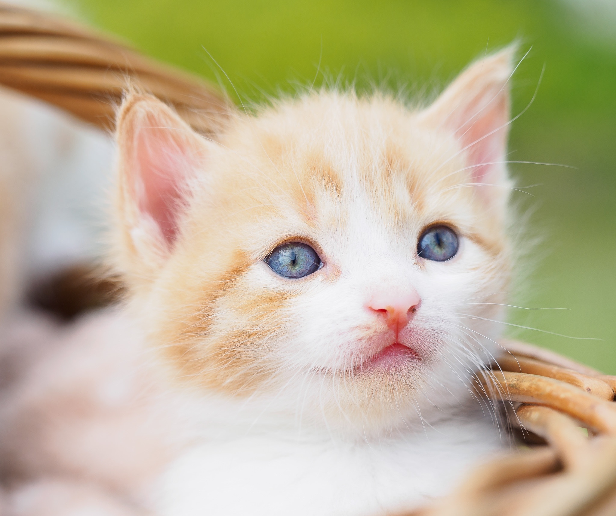 Baixe gratuitamente a imagem Animais, Gatos, Gato, Gatinho, Animal Bebê na área de trabalho do seu PC