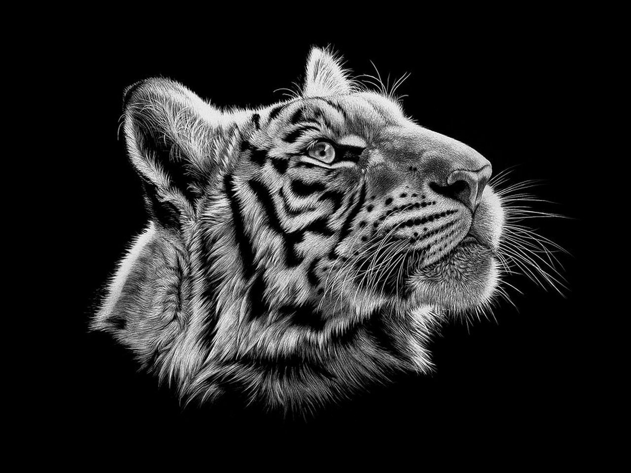 Скачати мобільні шпалери Тигри, Тварини безкоштовно.