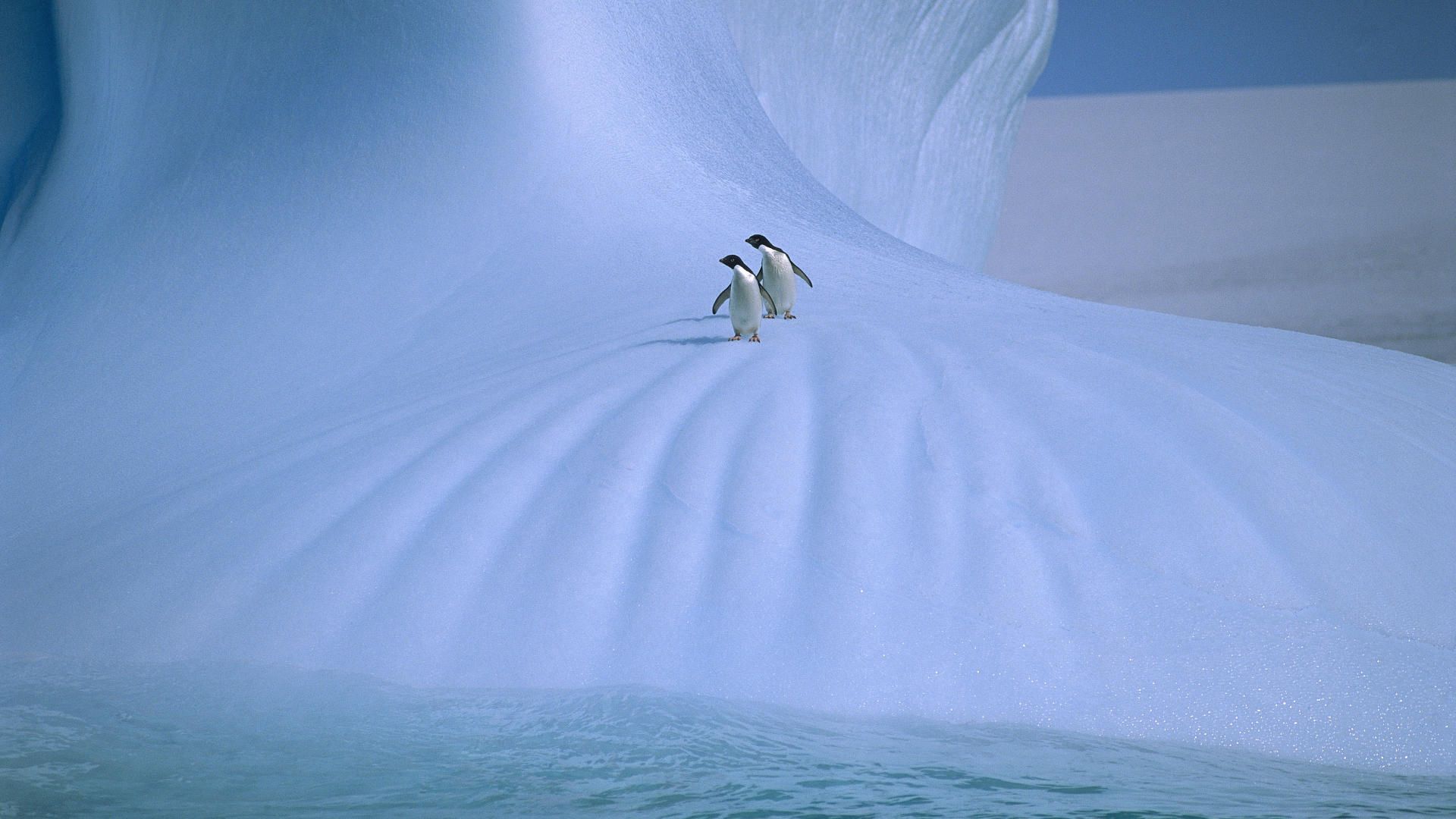 125416 descargar fondo de pantalla pingüinos, animales, hielo, nieve, pareja, par, paseo, frío: protectores de pantalla e imágenes gratis