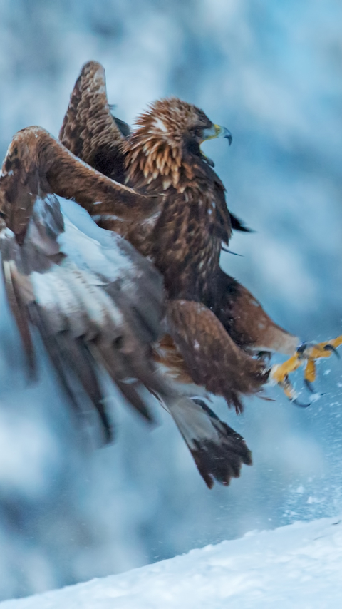 Descarga gratuita de fondo de pantalla para móvil de Animales, Pájaro, Águila, Aves, Ave.