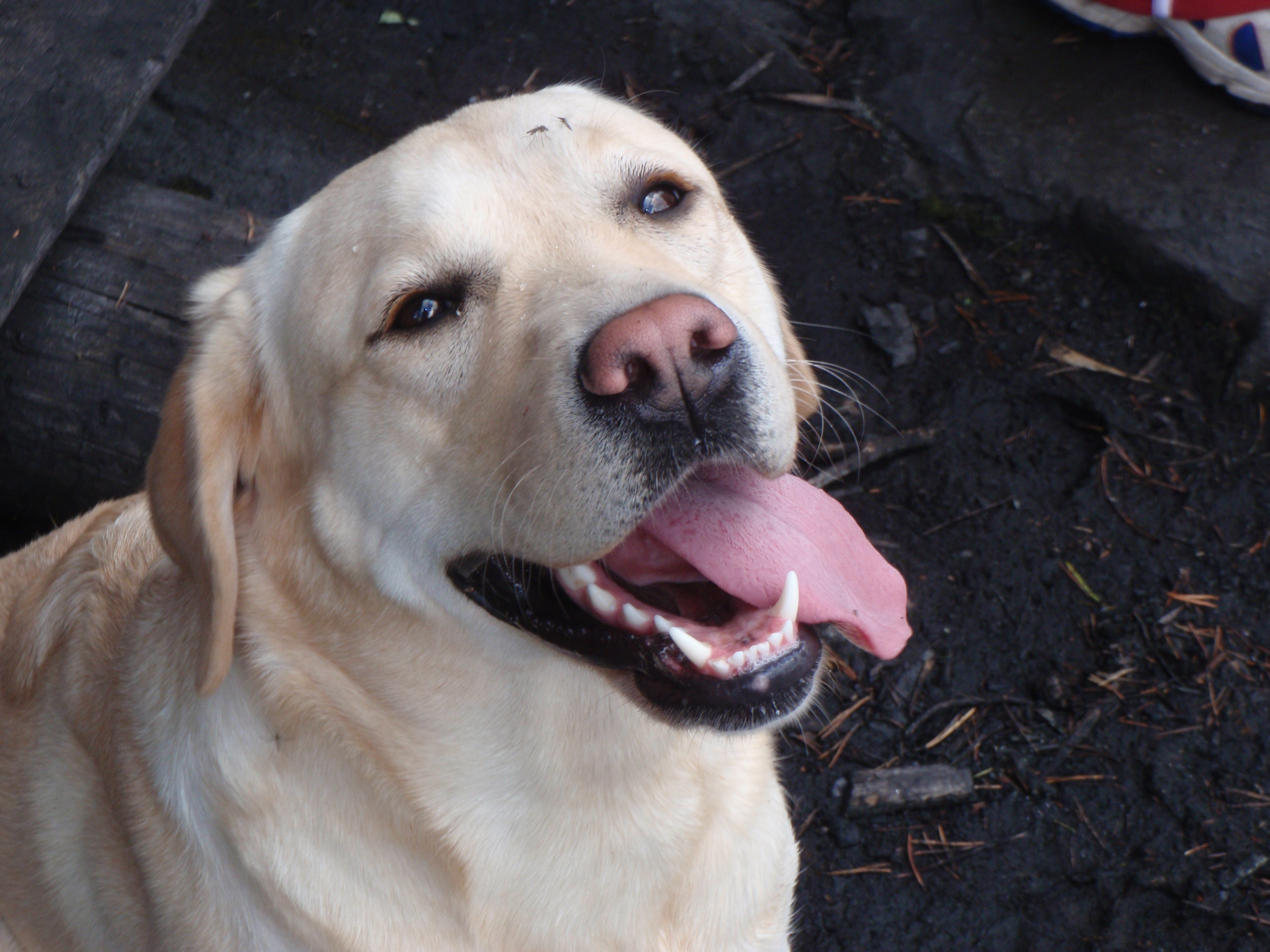 Handy-Wallpaper Labrador Retriever, Hunde, Tiere kostenlos herunterladen.