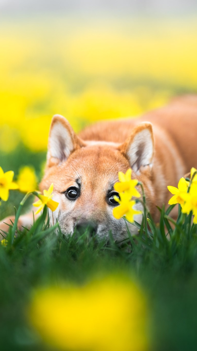 Download mobile wallpaper Dogs, Dog, Animal, Puppy, Shiba Inu, Baby Animal, Daffodil for free.