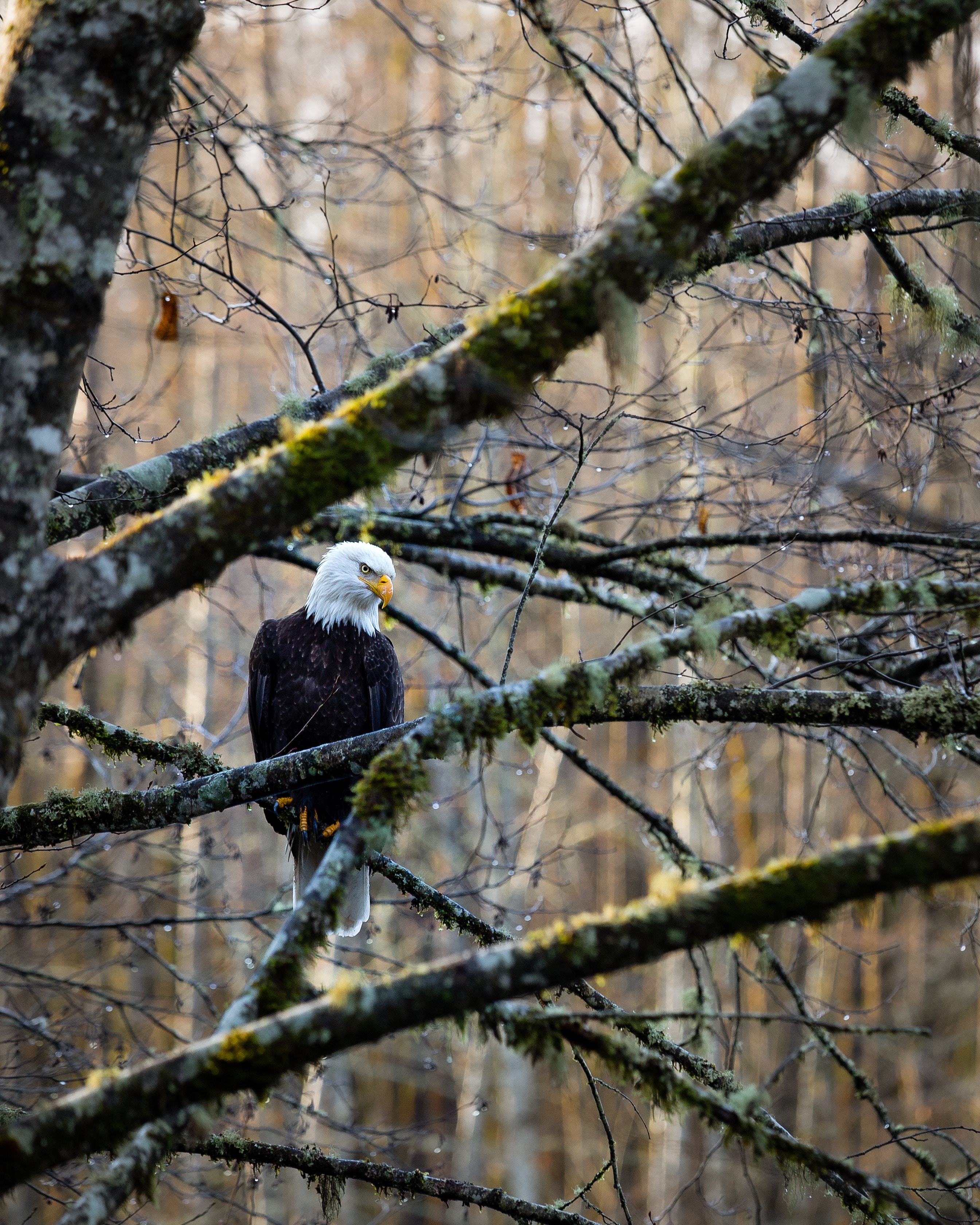 eagle, animals, bird, wood, forest, tree, branches HD wallpaper