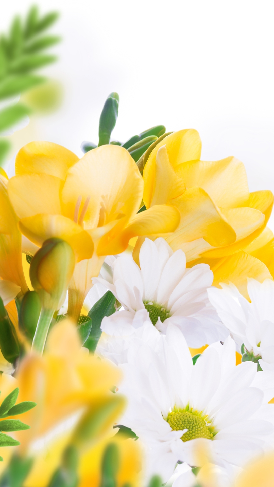 無料モバイル壁紙フラワーズ, 菊, 花, 地球, 黄色い花, 白い花をダウンロードします。