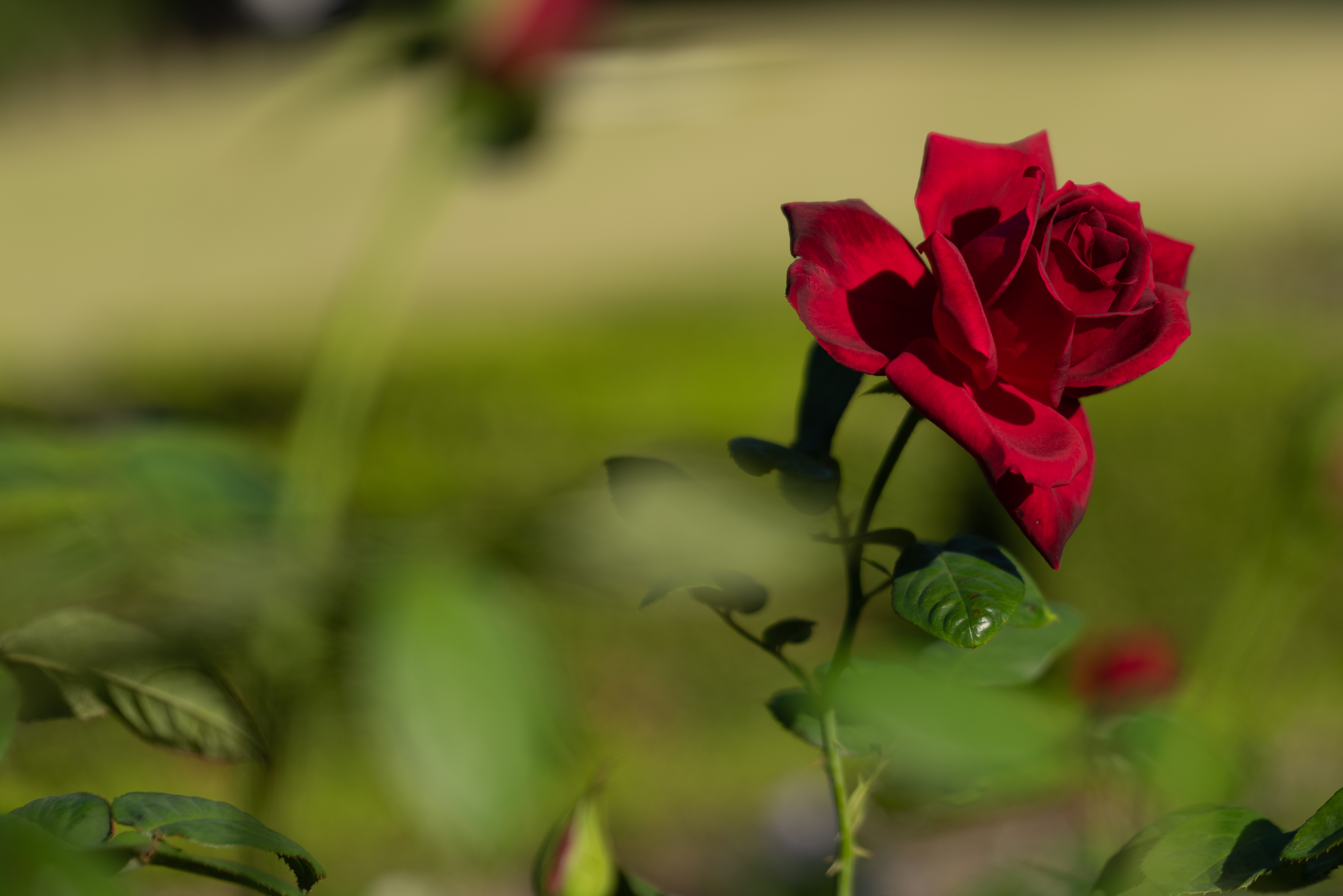 無料モバイル壁紙咲く, 花, 工場, バラの花, 赤い, 薔薇, 開花, フラワーズ, 植物をダウンロードします。