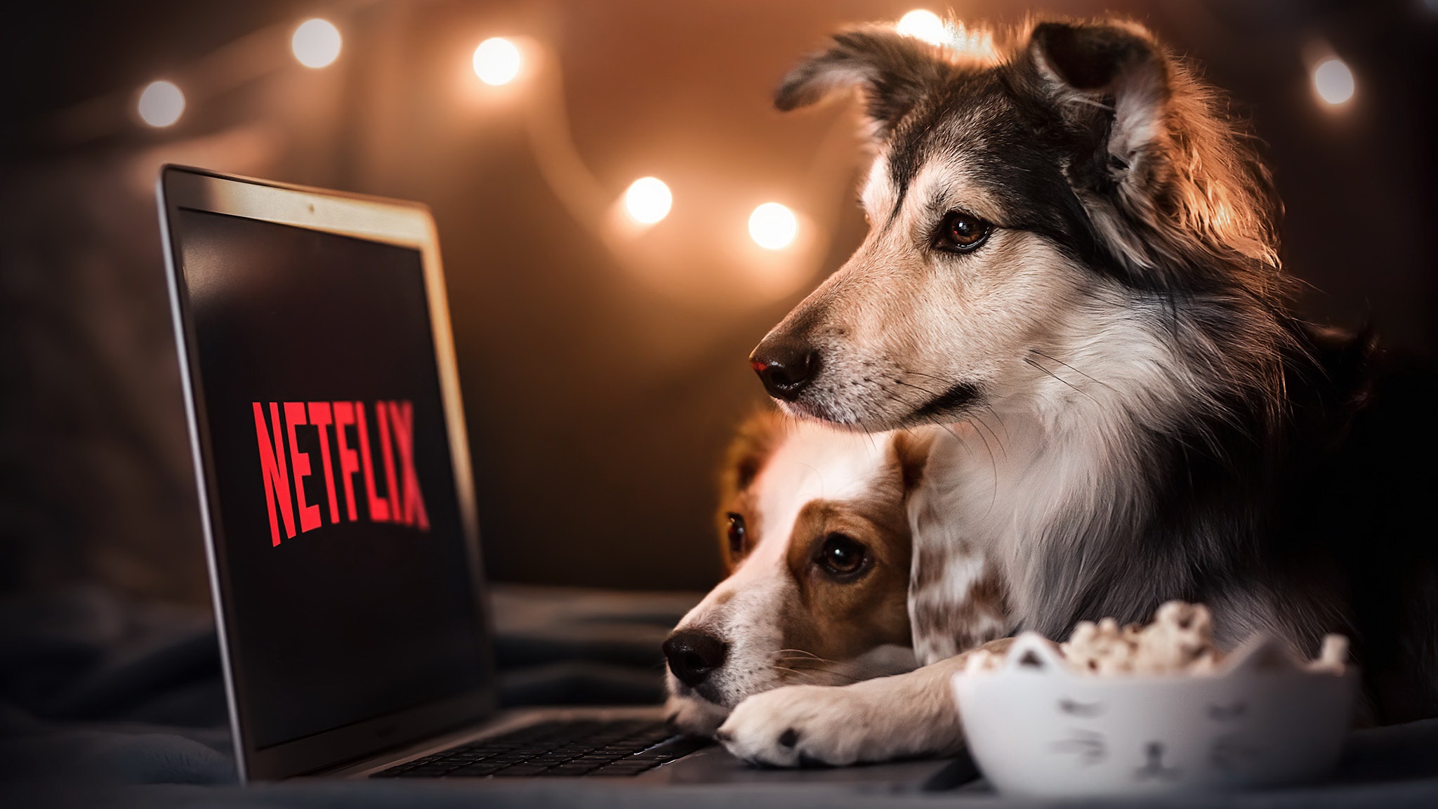 Laden Sie das Hunde, Hund, Tiere-Bild kostenlos auf Ihren PC-Desktop herunter