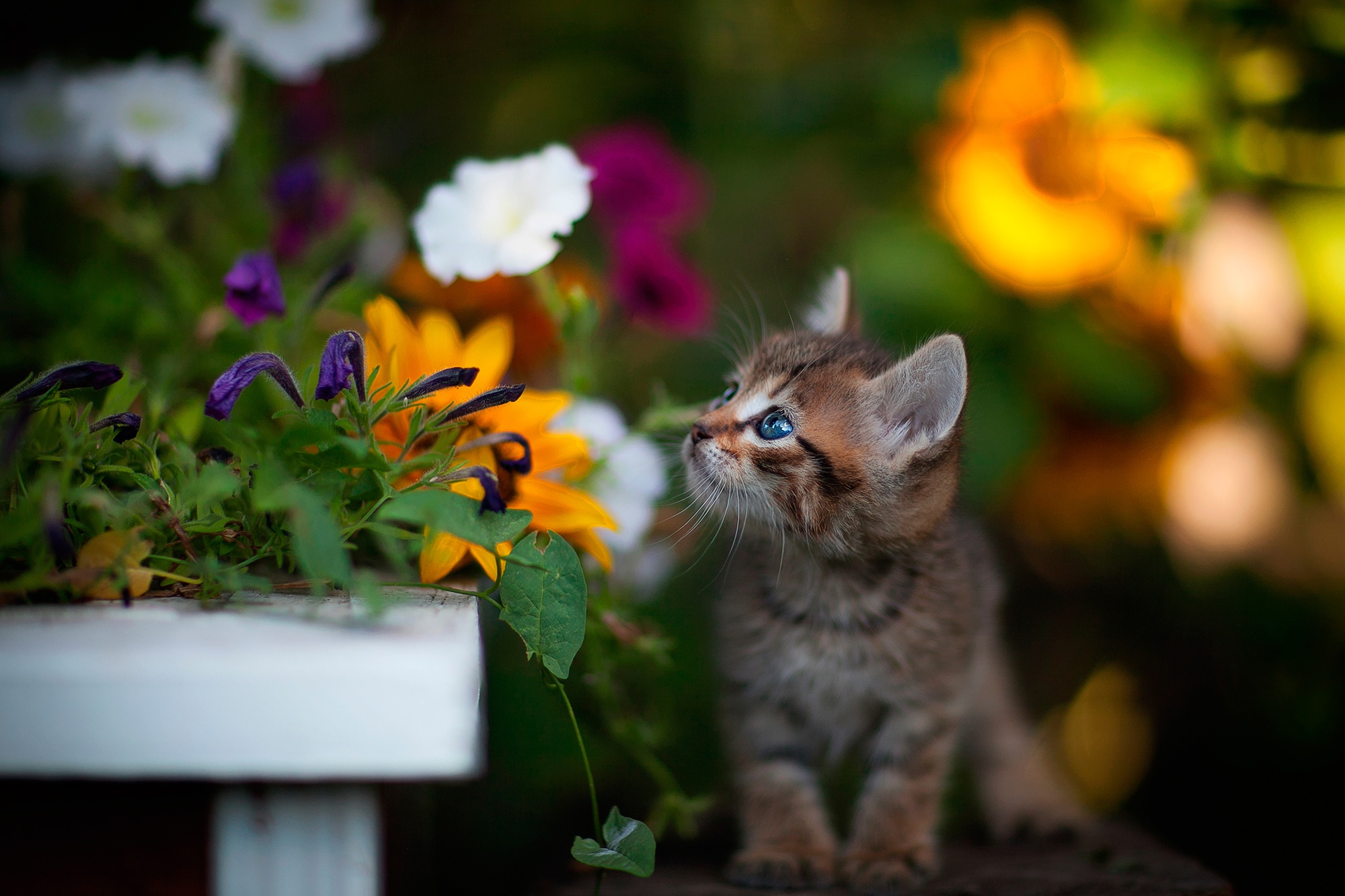 Download mobile wallpaper Cats, Flower, Cat, Kitten, Animal, Baby Animal for free.