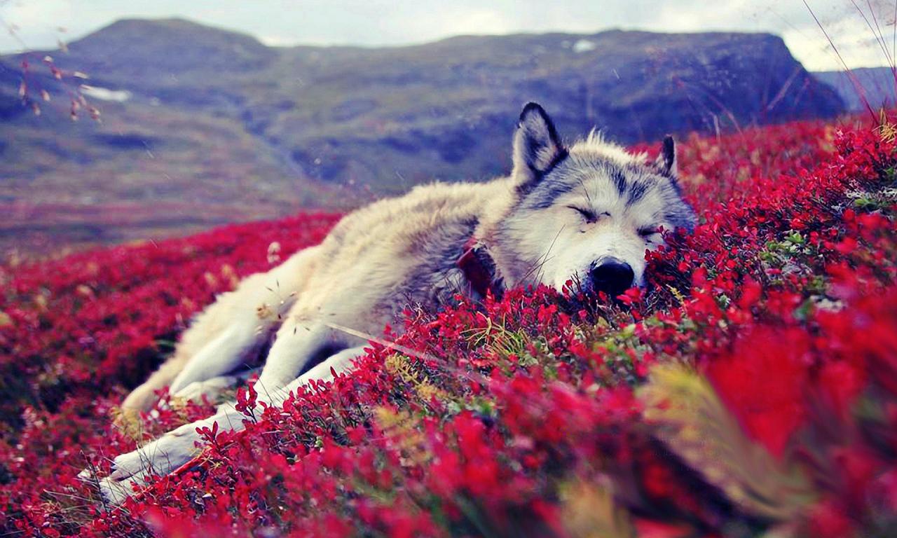 Descarga gratuita de fondo de pantalla para móvil de Animales, Lobo, Lindo, Dormido.