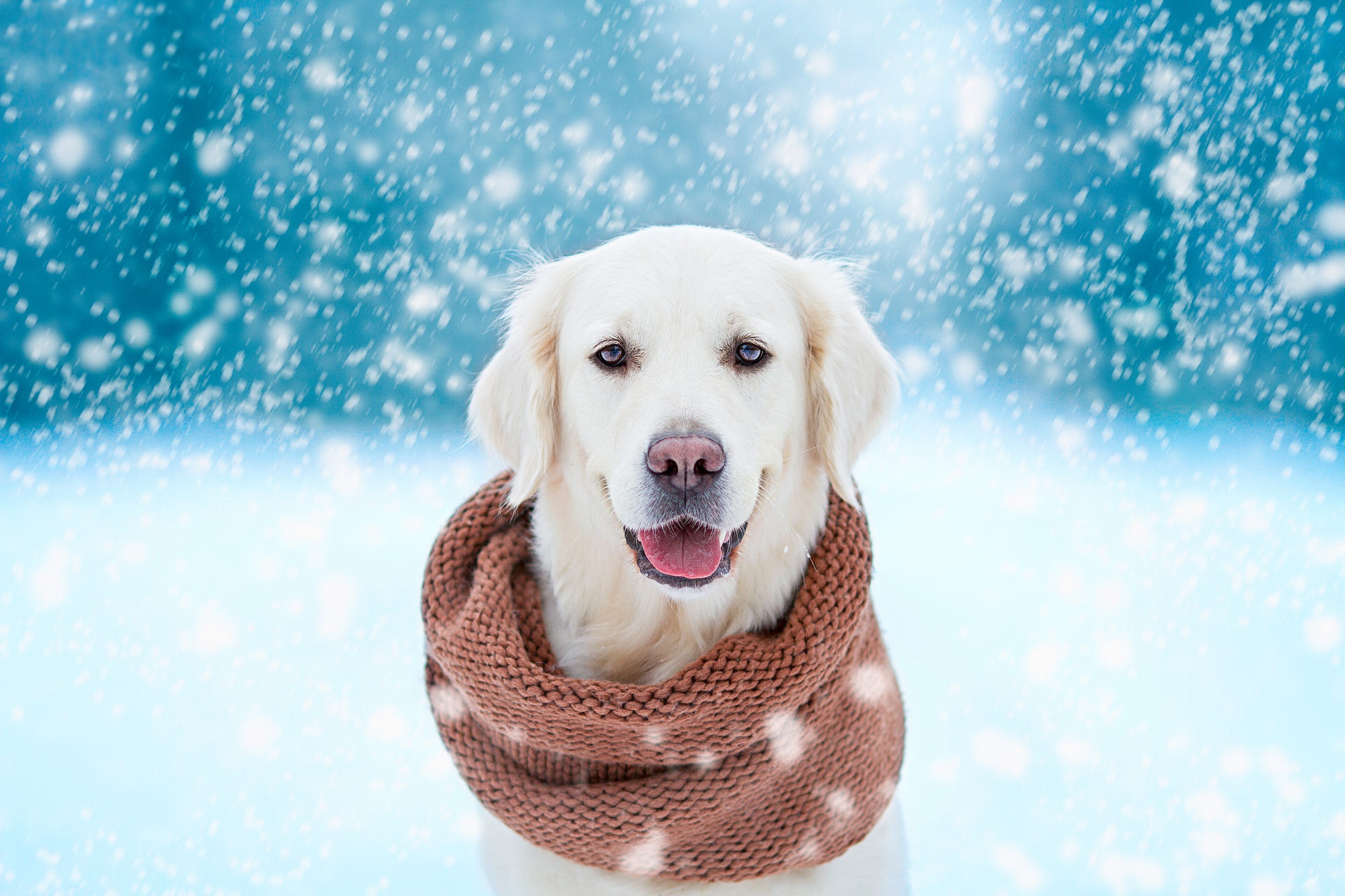 Free download wallpaper Dogs, Animal, Golden Retriever, Snowfall on your PC desktop