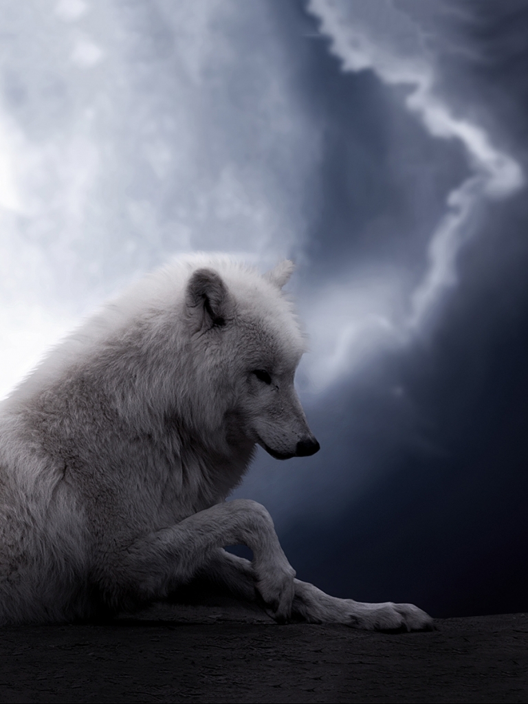 Download mobile wallpaper Night, Moon, Wolf, Animal, White Wolf, Wolves for free.