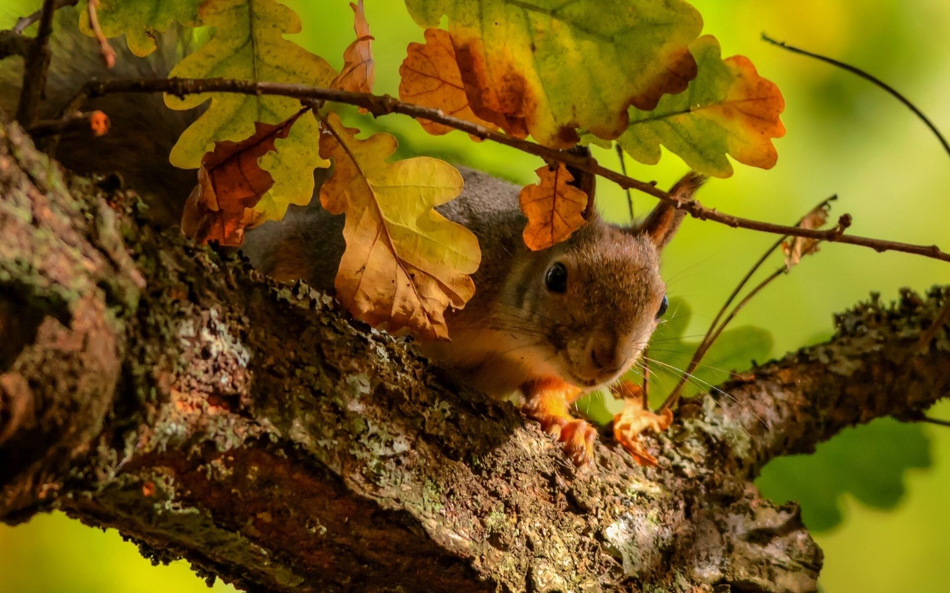 Free download wallpaper Animals, Wood, Tree, Oak, Leaves, Squirrel, Branch on your PC desktop