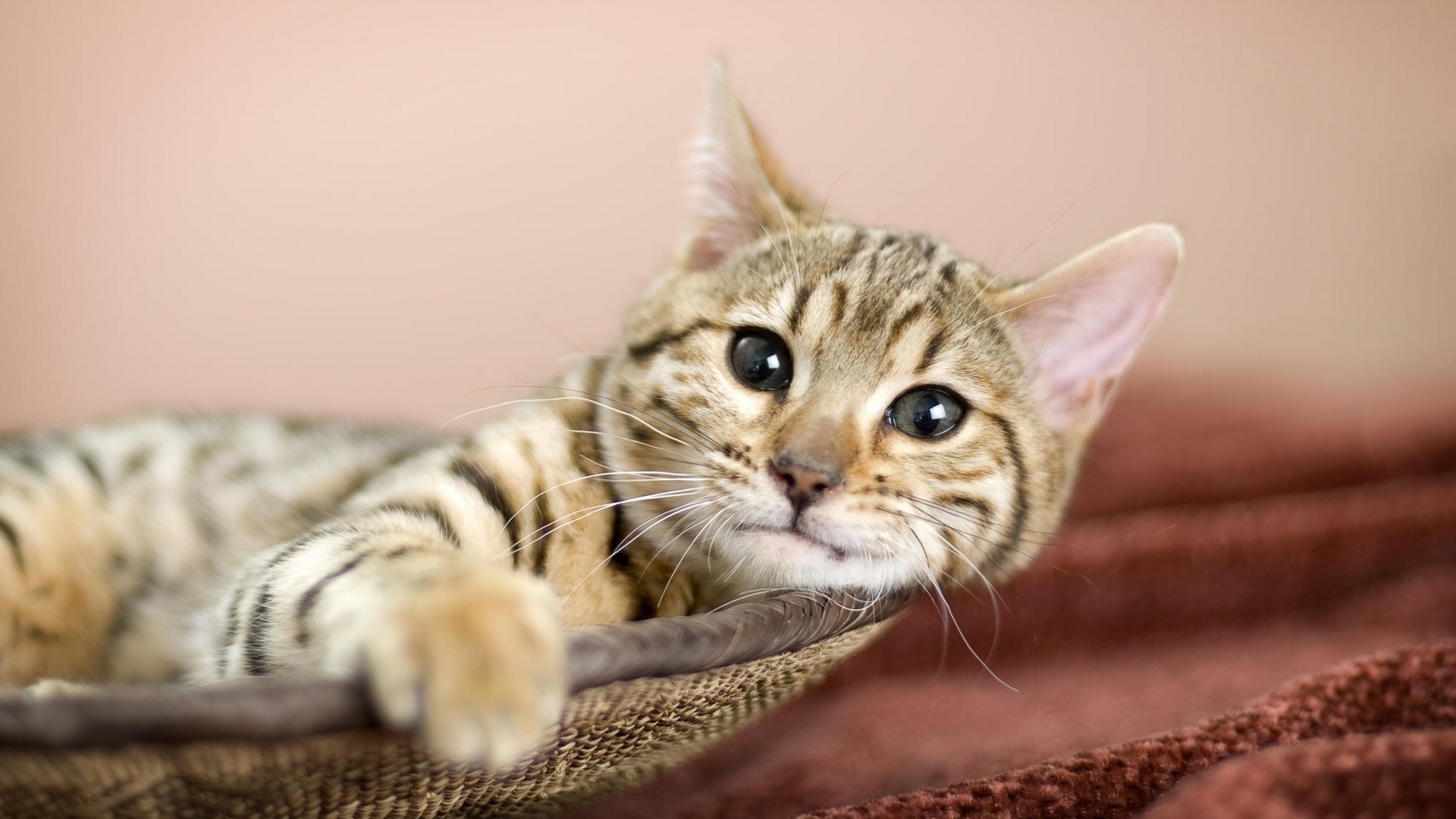 Handy-Wallpaper Katzen, Tiere kostenlos herunterladen.