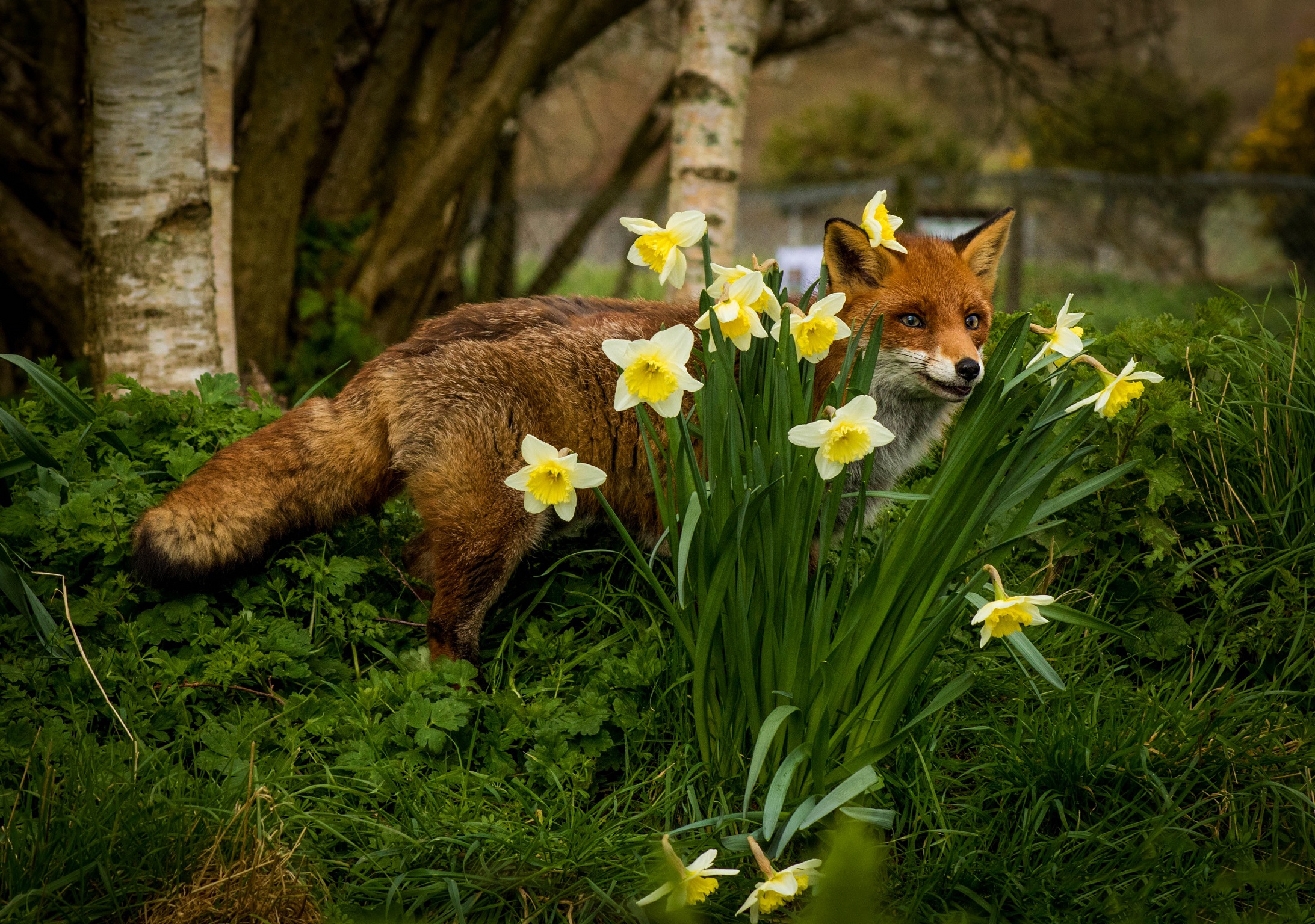 Download mobile wallpaper Fox, Flower, Animal, Daffodil for free.