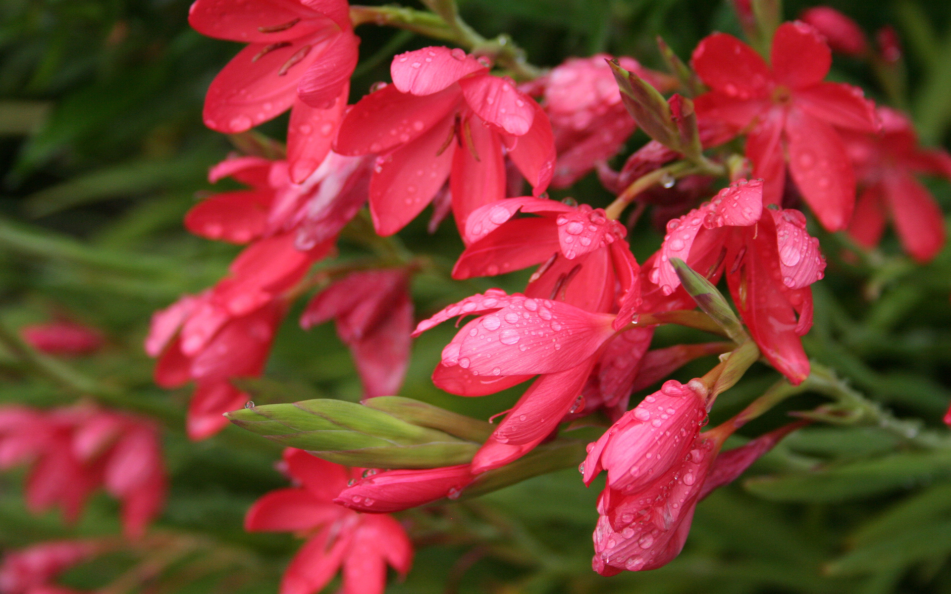 Handy-Wallpaper Blumen, Blume, Erde/natur kostenlos herunterladen.