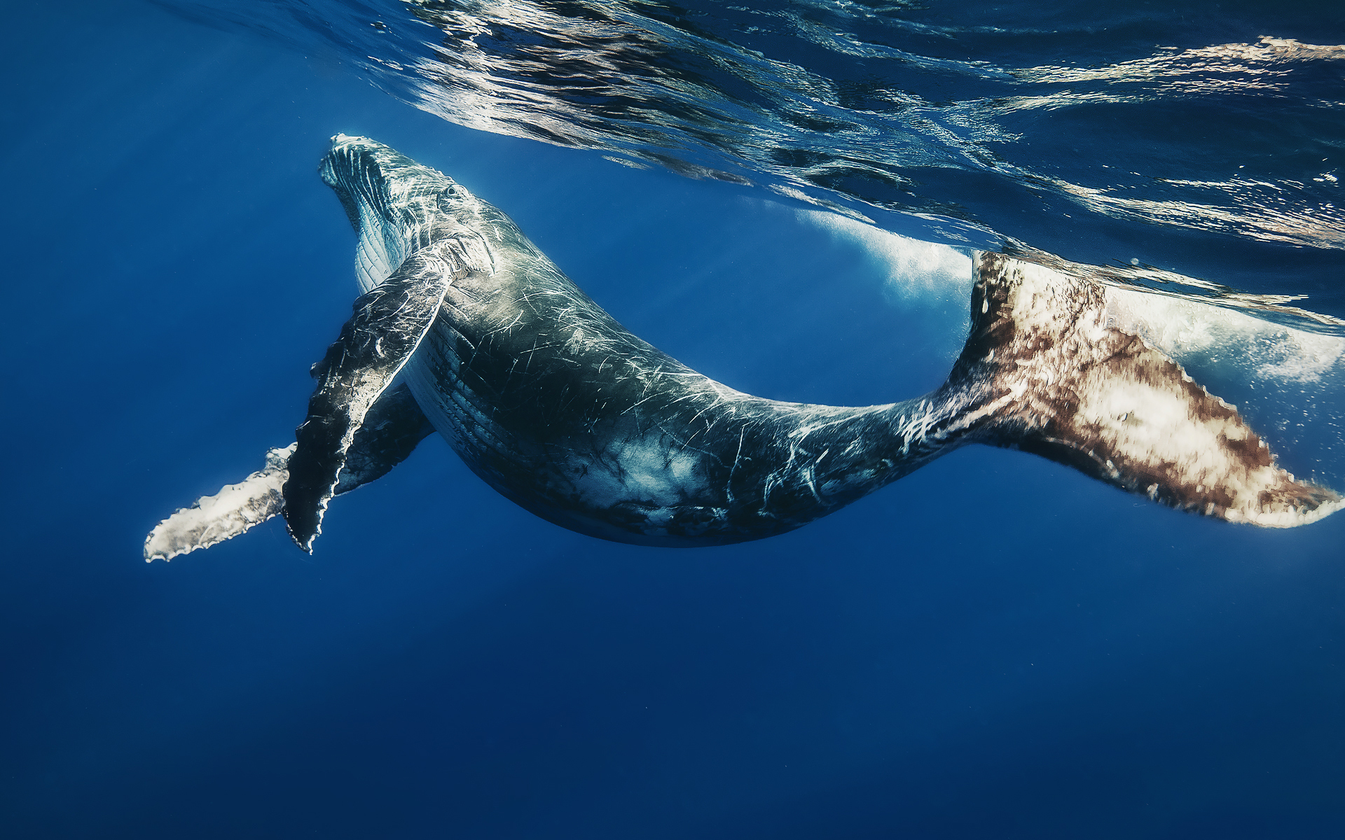 Download mobile wallpaper Ocean, Animal, Whale for free.