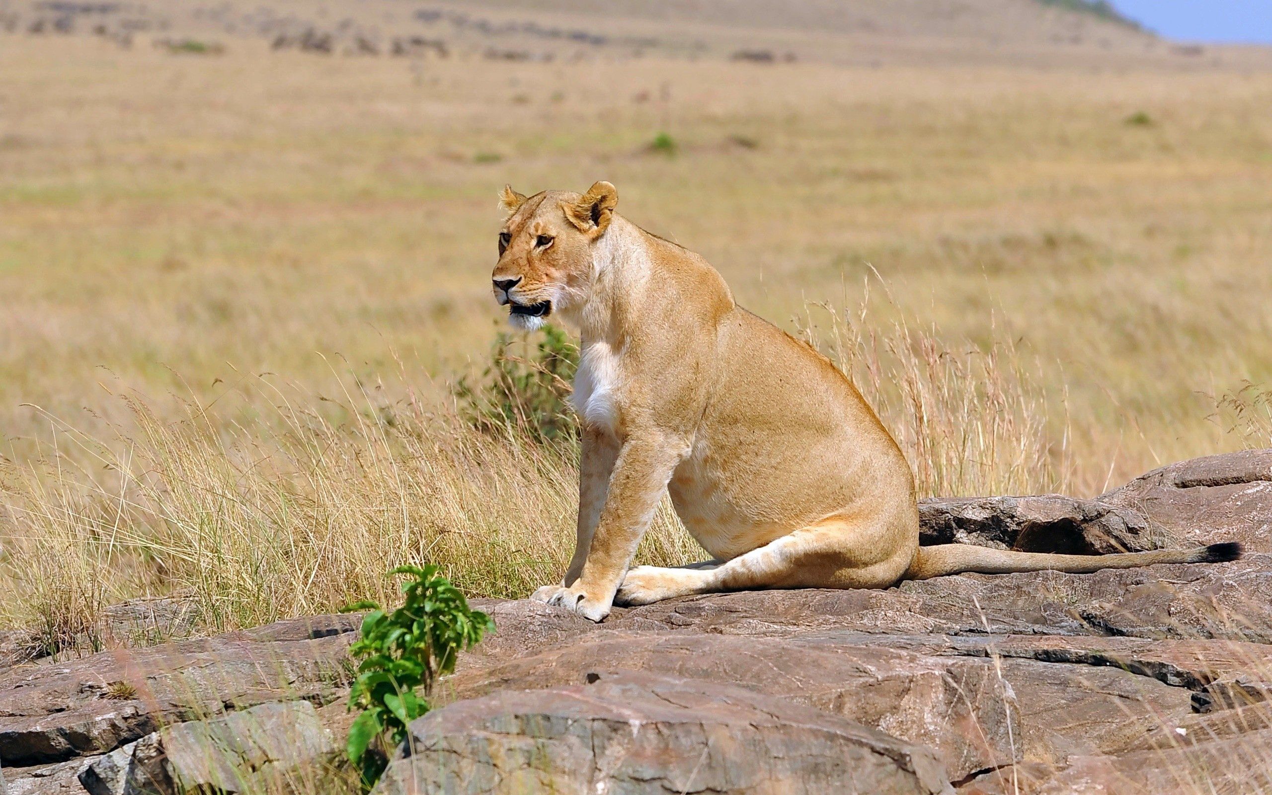 Download mobile wallpaper Young, Sit, Field, Animals, Lioness, Lion for free.