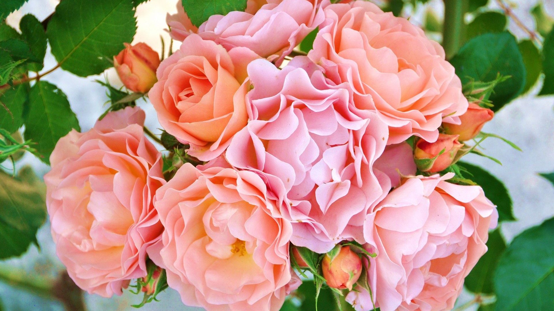 Free download wallpaper Flowers, Pink, Flower, Rose, Earth, Pink Flower, Pink Rose on your PC desktop