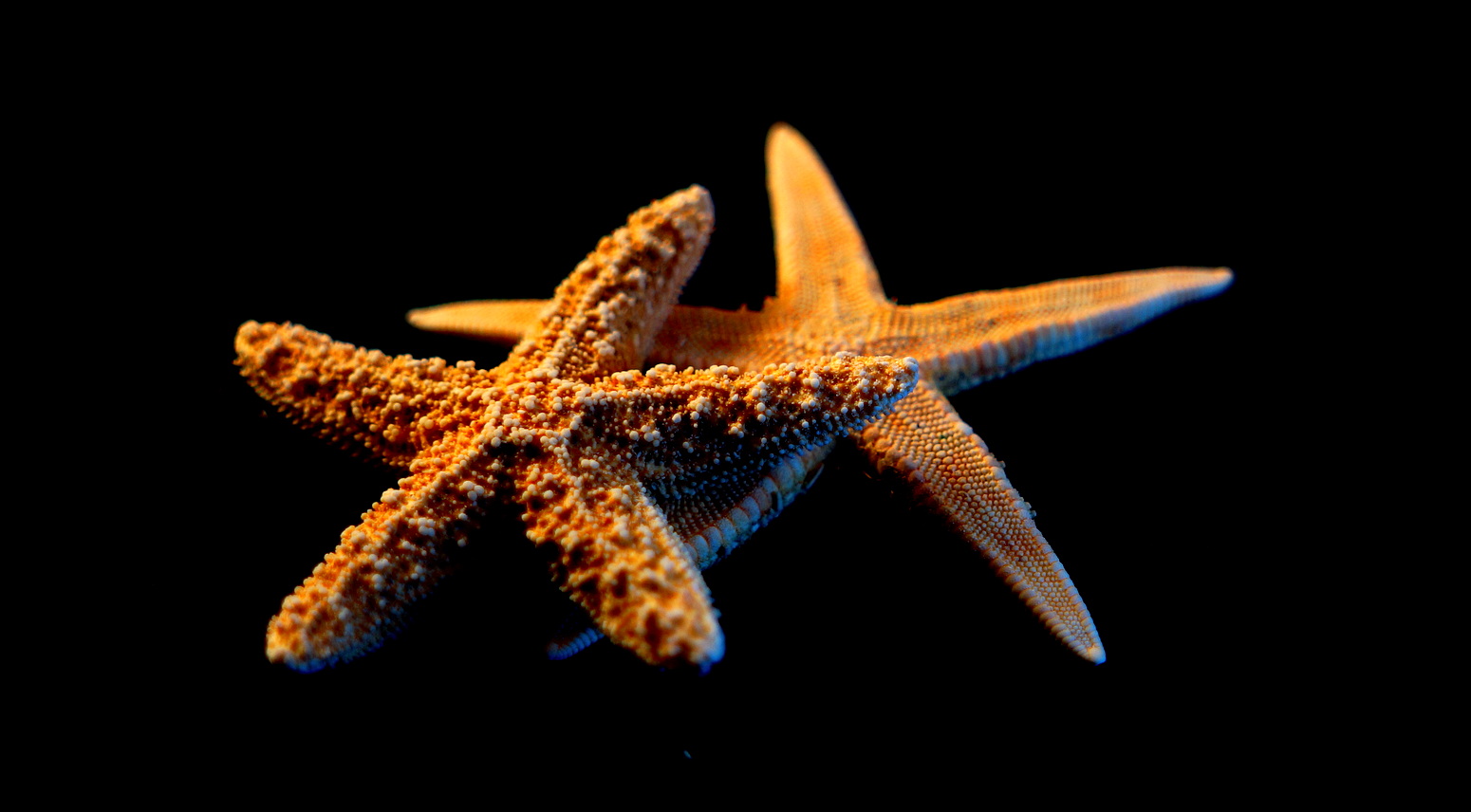 Скачать обои бесплатно Животные, Море, Океан, Морская Звезда картинка на рабочий стол ПК