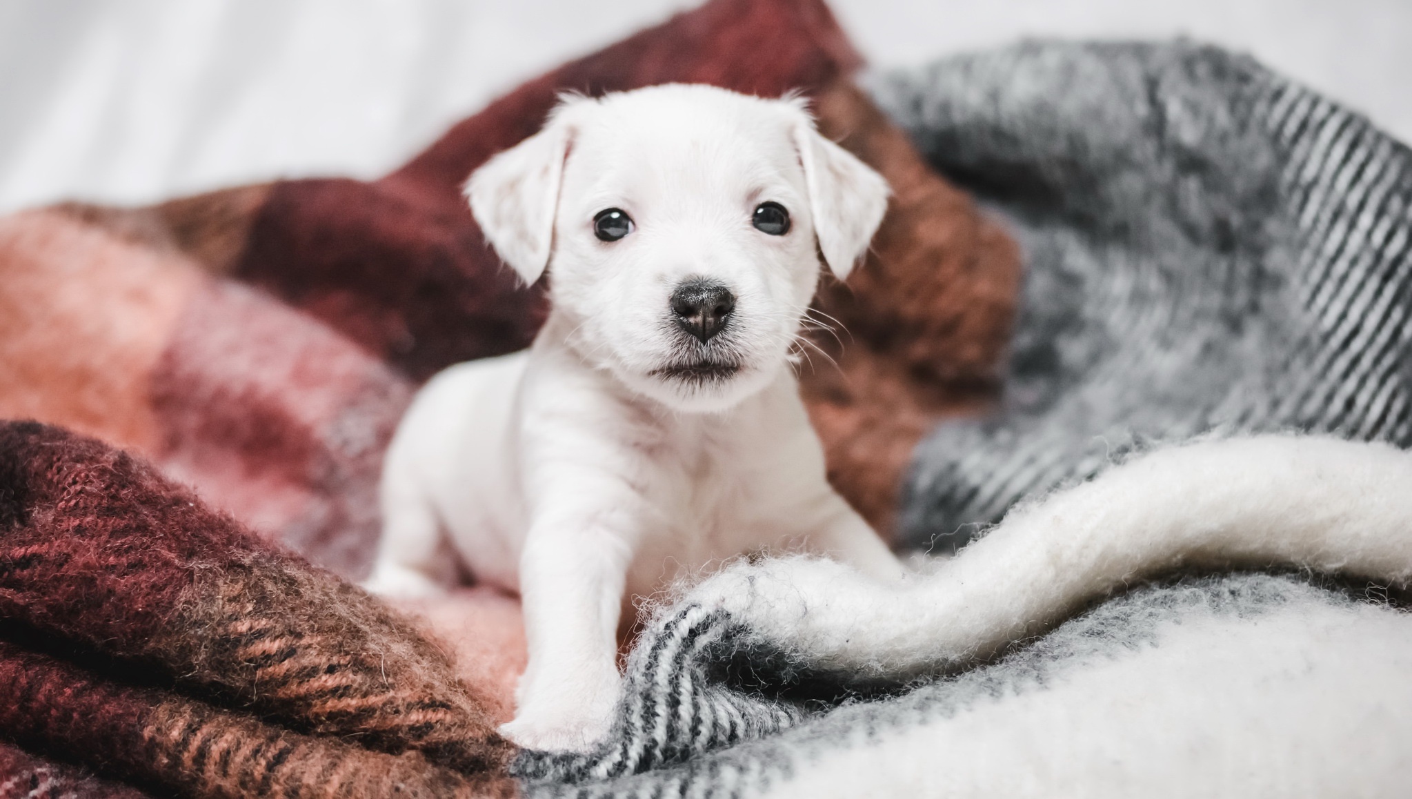 Téléchargez des papiers peints mobile Animaux, Chiens, Chien, Chiot, Bébé Animal gratuitement.