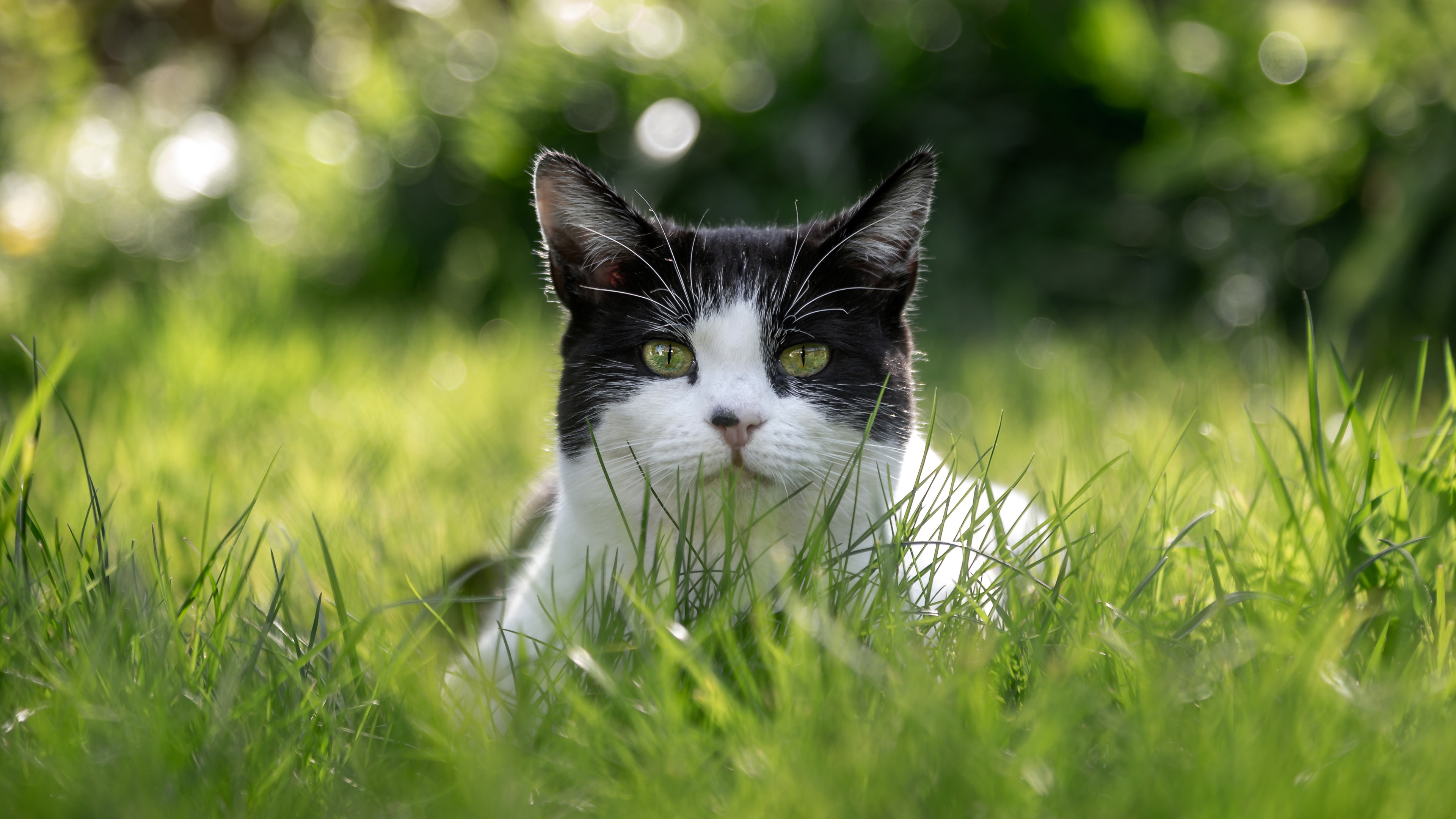 Baixar papel de parede para celular de Animais, Gatos, Gato gratuito.