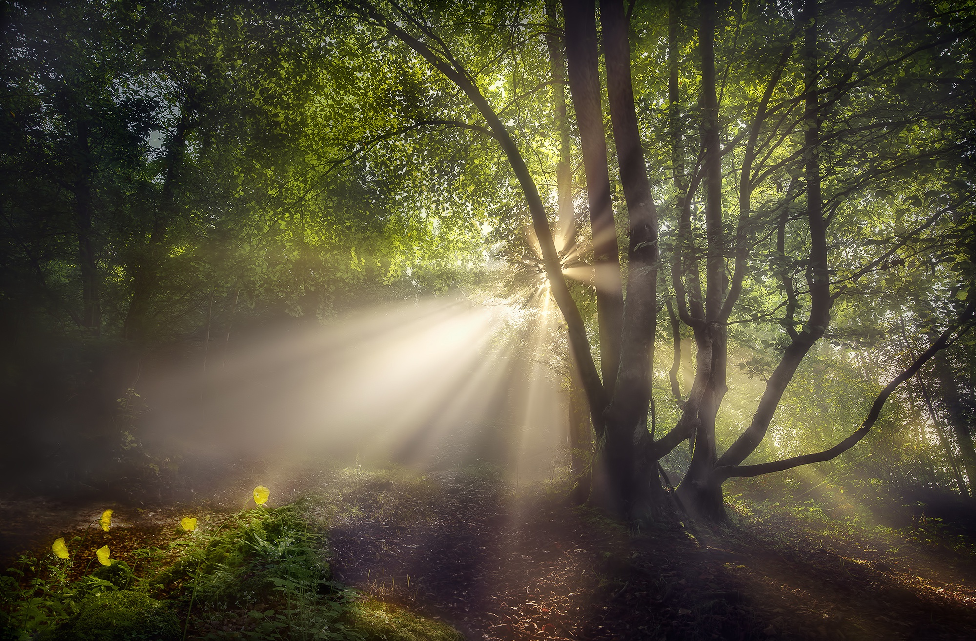 Free download wallpaper Nature, Tree, Earth, Sunbeam on your PC desktop