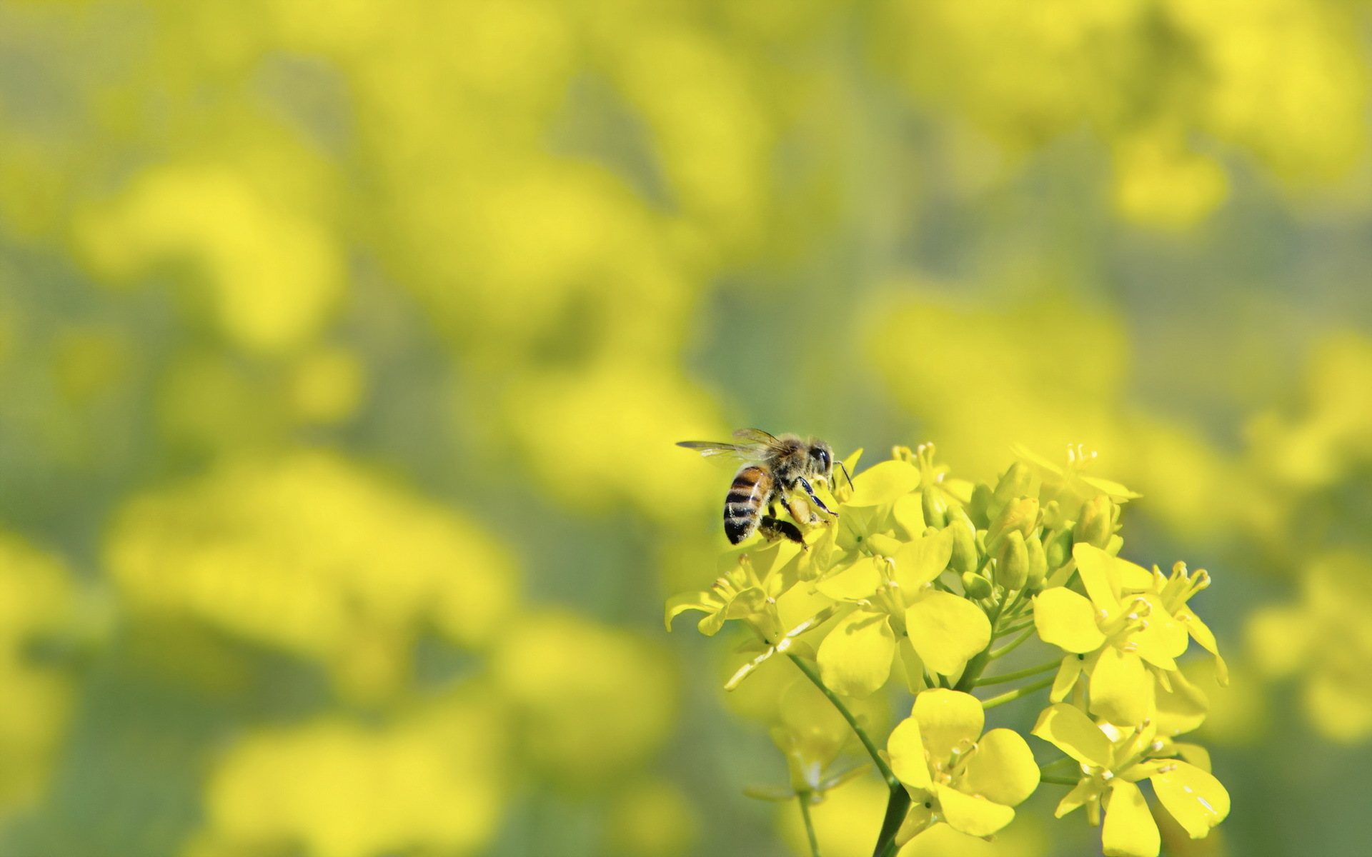 Download mobile wallpaper Nature, Insects, Flower, Blur, Insect, Bee, Animal, Yellow Flower for free.