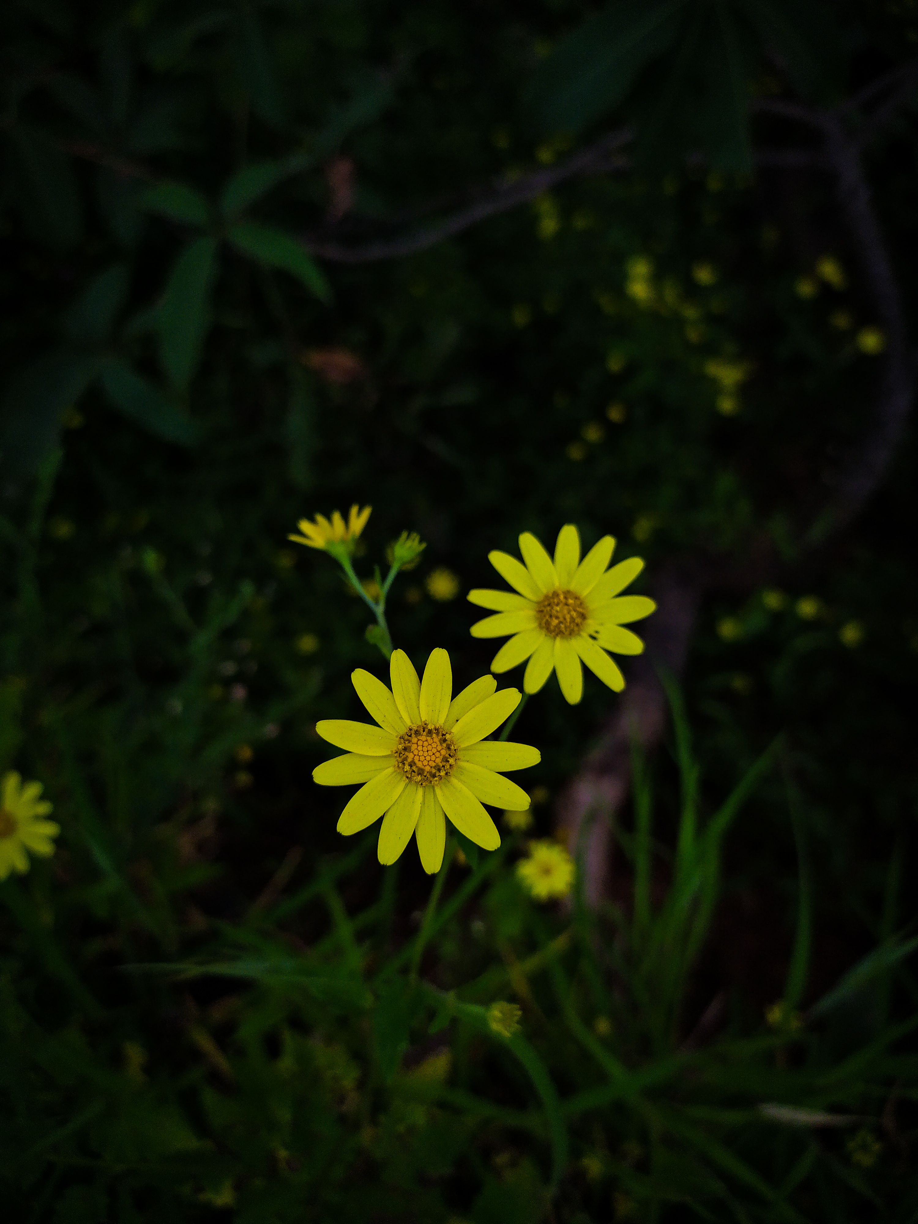 bloom, flowers, yellow, plant, macro, flowering FHD, 4K, UHD