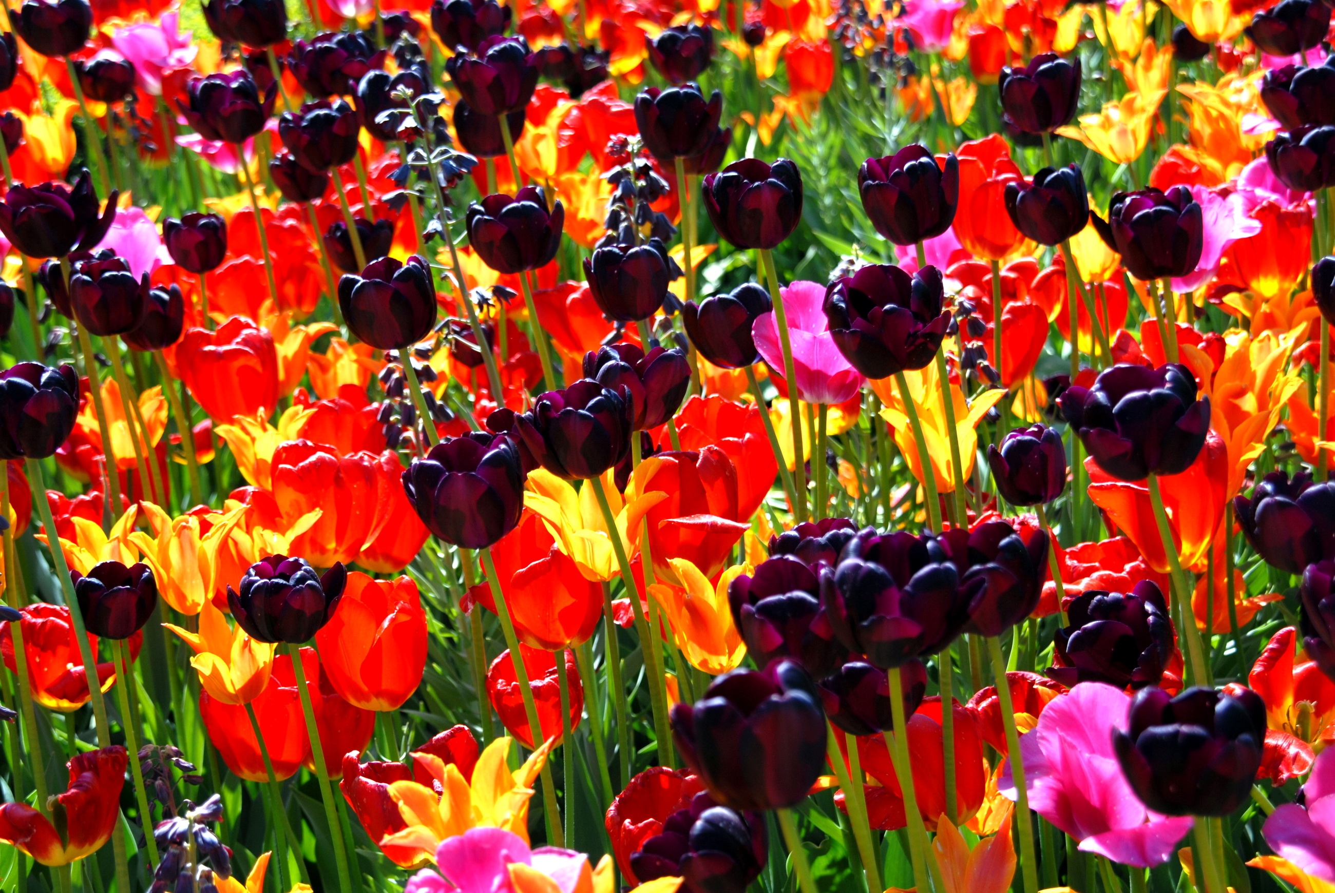 135617 baixar papel de parede canteiro de flores, flores, tulipas, brilhante, diferente, ensolarado - protetores de tela e imagens gratuitamente