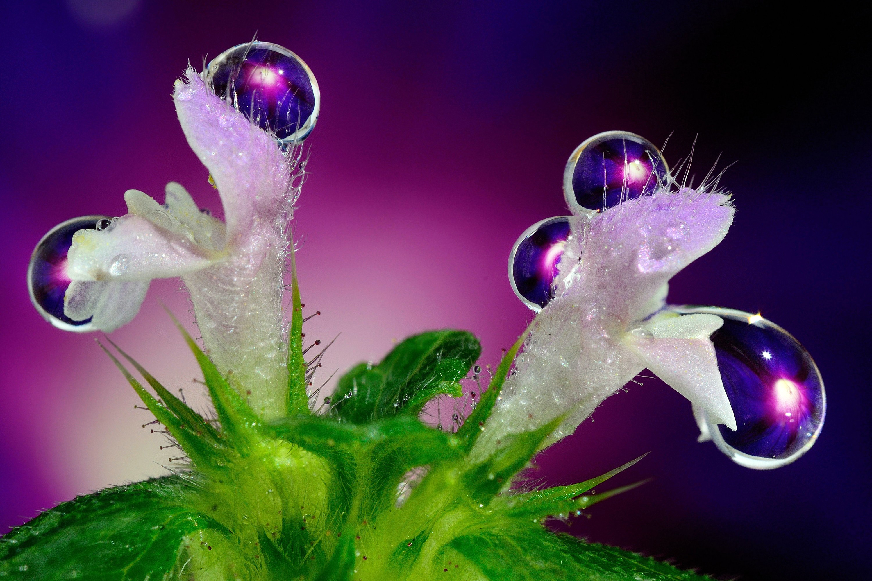 Descarga gratis la imagen Tierra/naturaleza, Gota De Agua en el escritorio de tu PC