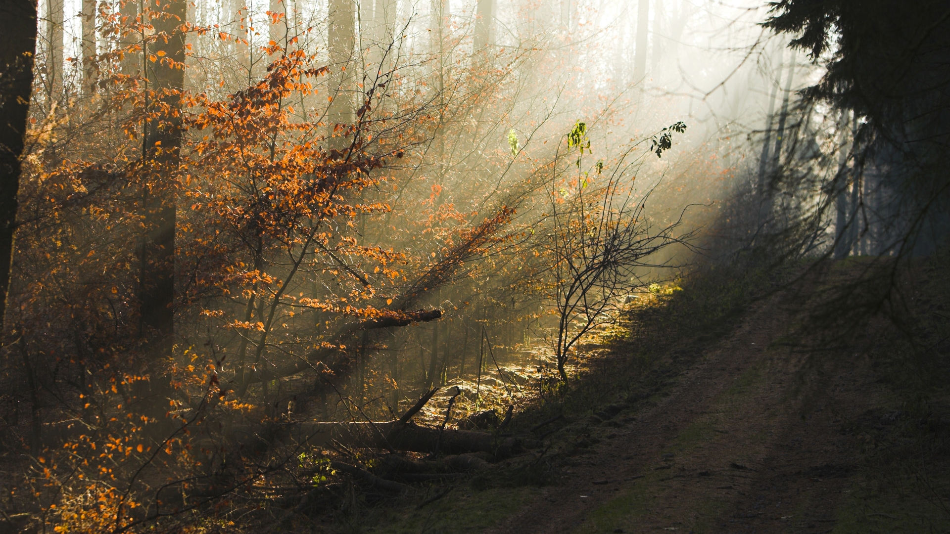 Laden Sie das Sonnenstrahl, Erde/natur-Bild kostenlos auf Ihren PC-Desktop herunter