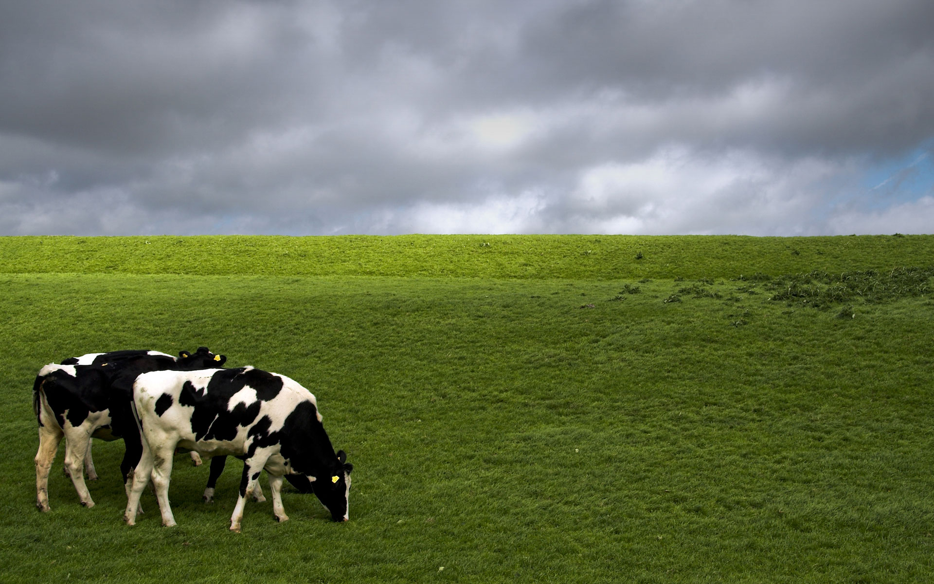175718 descargar fondo de pantalla animales, vaca, vaca lechera: protectores de pantalla e imágenes gratis