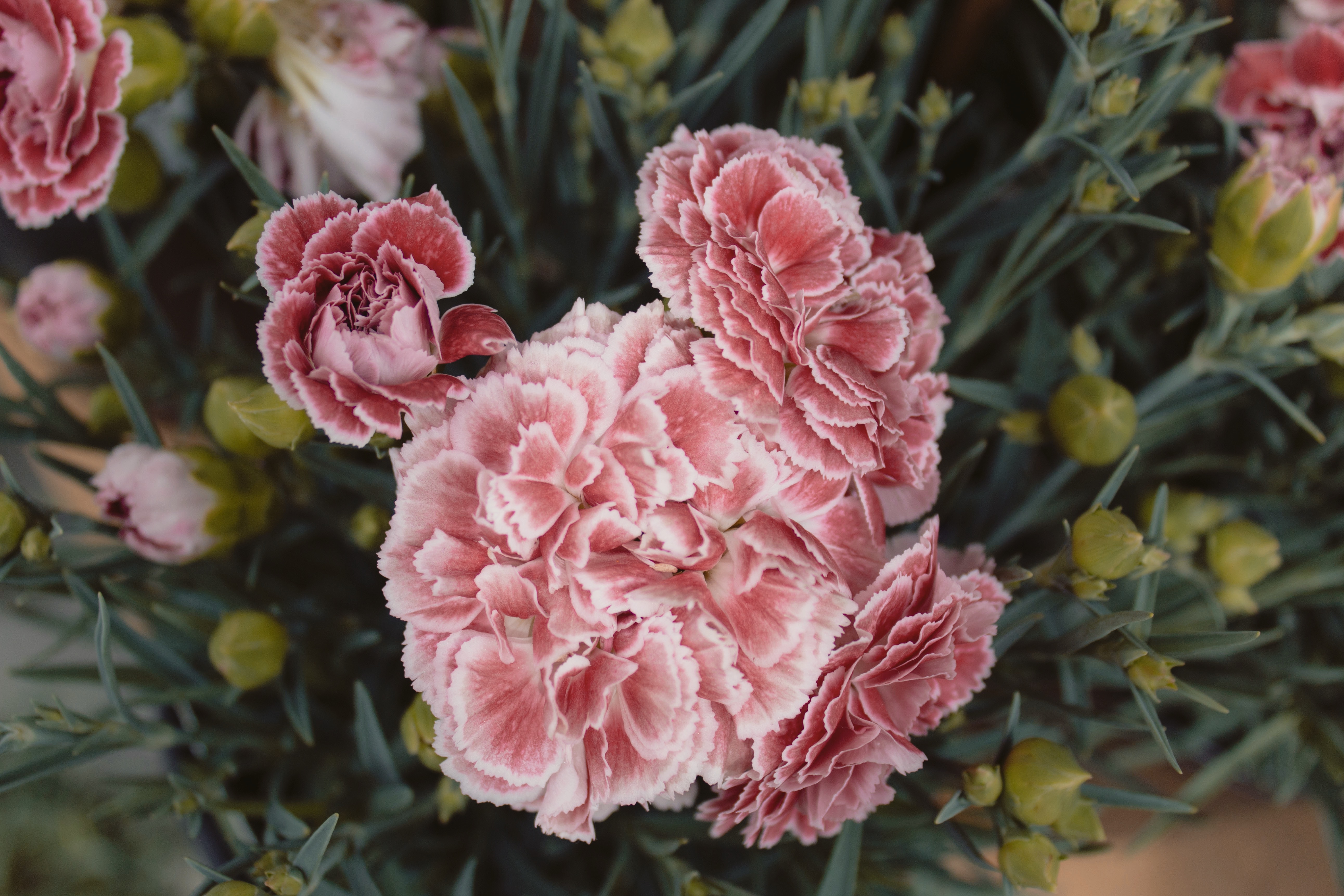 Free download wallpaper Flowers, Pink, Carnations on your PC desktop