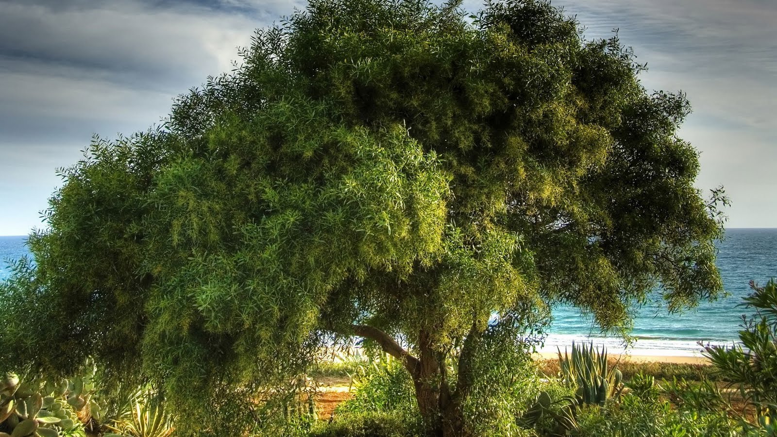 Téléchargez gratuitement l'image Arbre, Terre/nature sur le bureau de votre PC