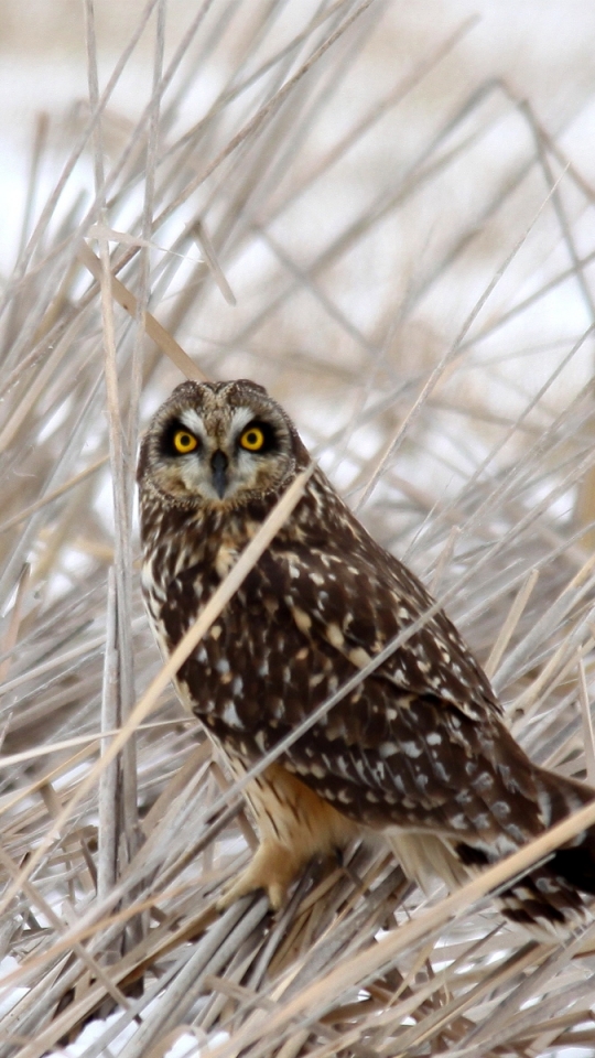 Téléchargez des papiers peints mobile Animaux, Hibou, Des Oiseaux gratuitement.