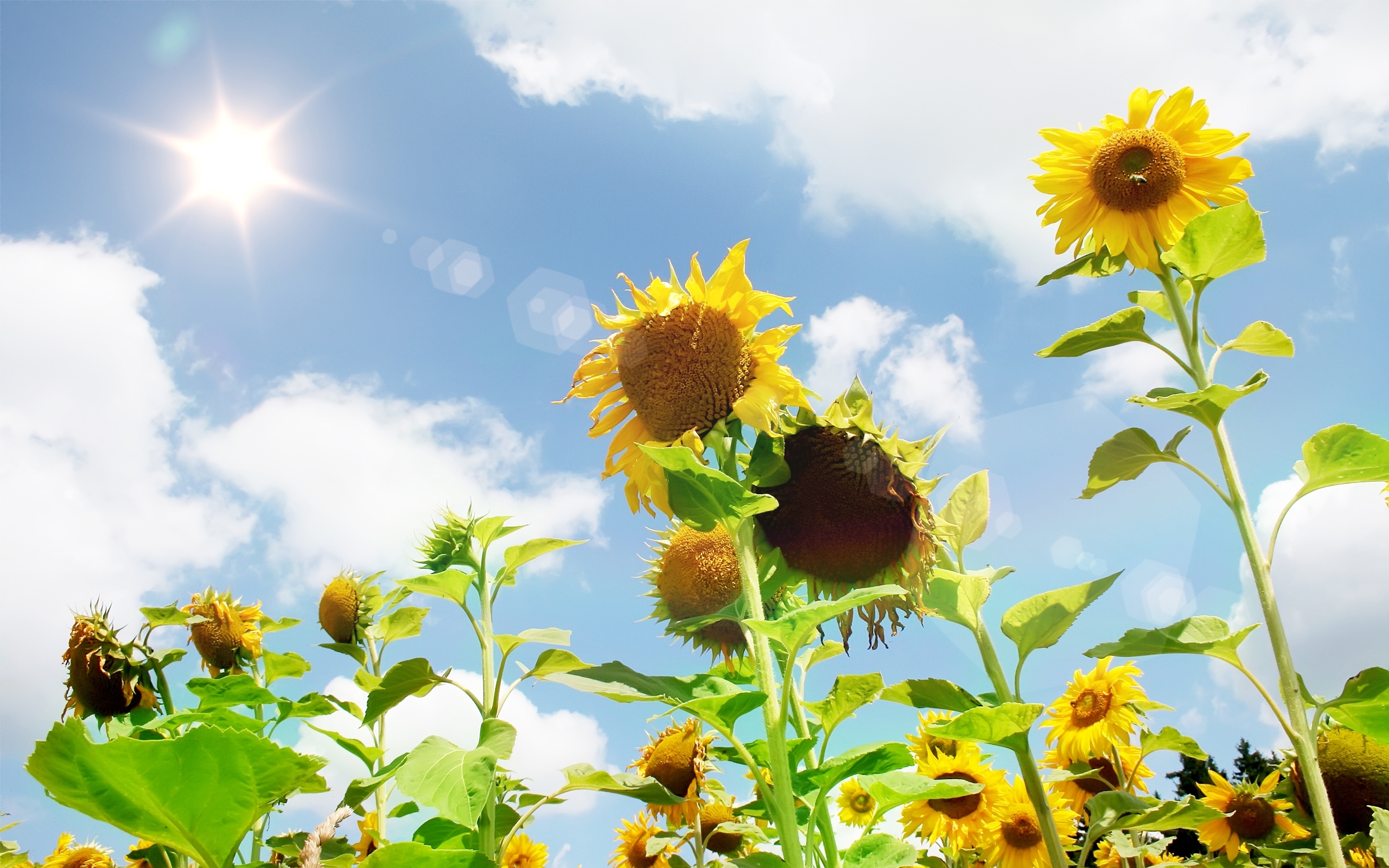 Laden Sie das Landschaft, Pflanzen, Sonnenblumen-Bild kostenlos auf Ihren PC-Desktop herunter