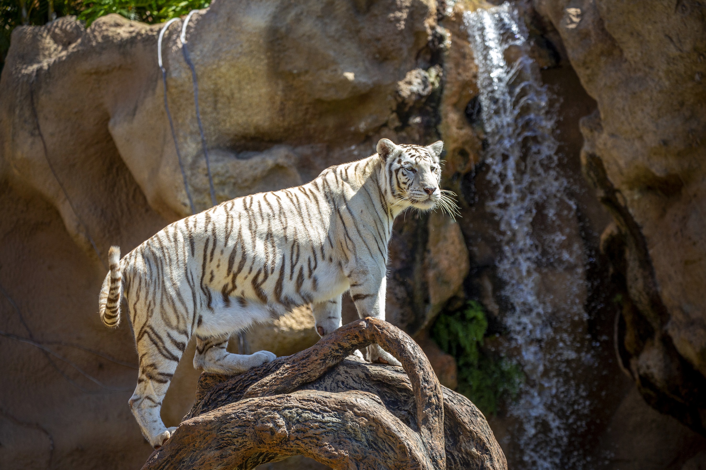 Baixar papel de parede para celular de Animais, Gatos, Tigre Branco gratuito.