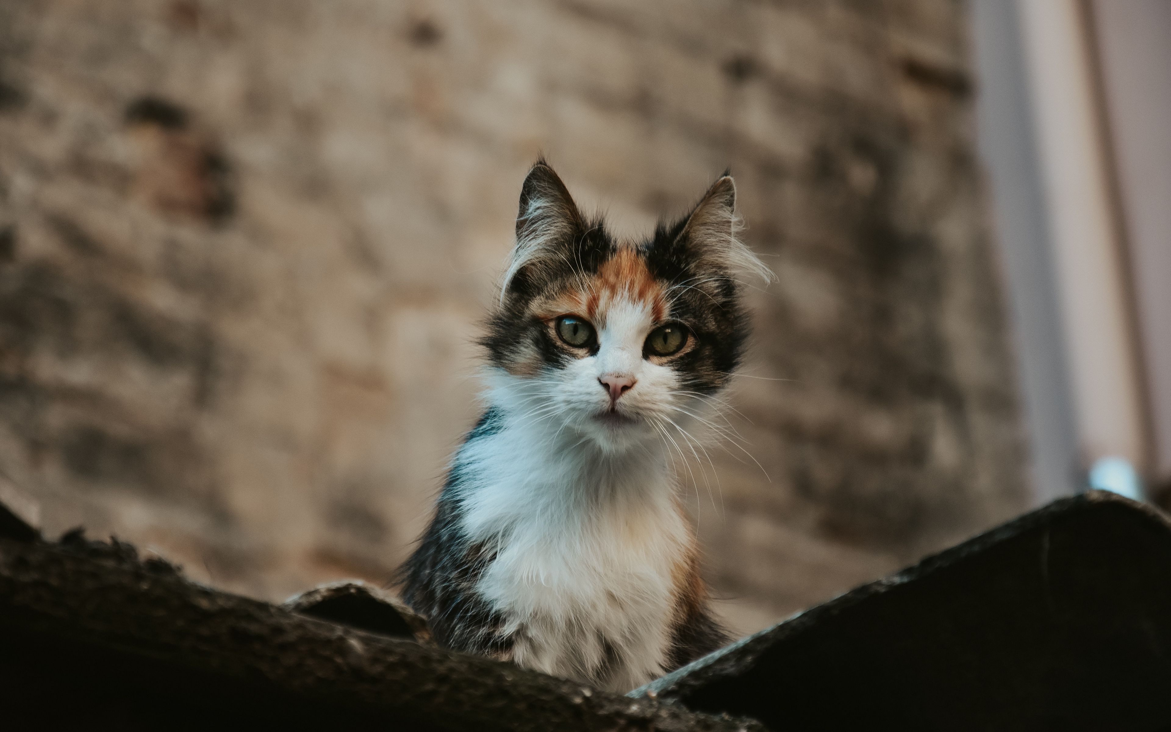 Baixar papel de parede para celular de Animais, Gatos, Gato, Olhar Fixamente gratuito.