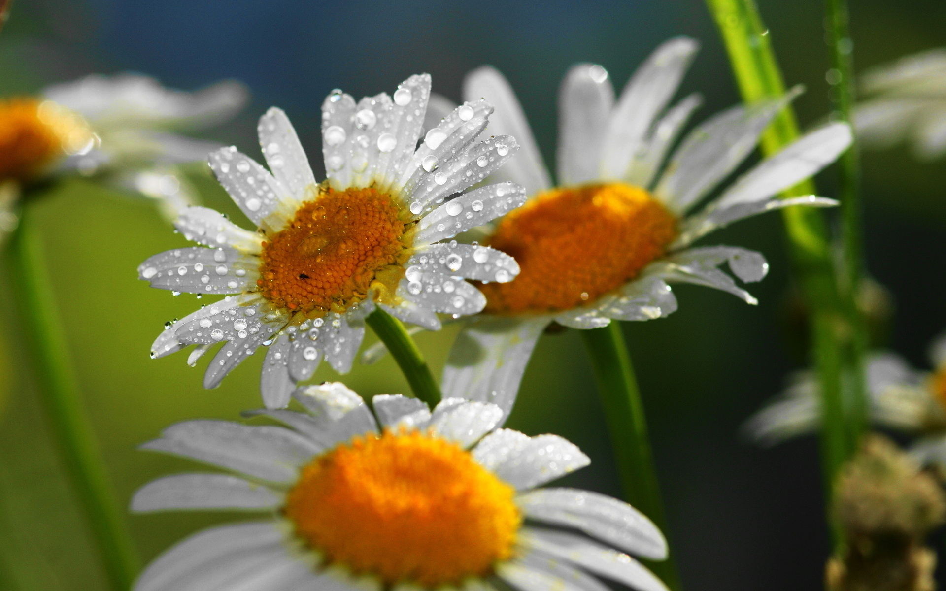 Téléchargez des papiers peints mobile Fleurs, Fleur, Terre/nature gratuitement.