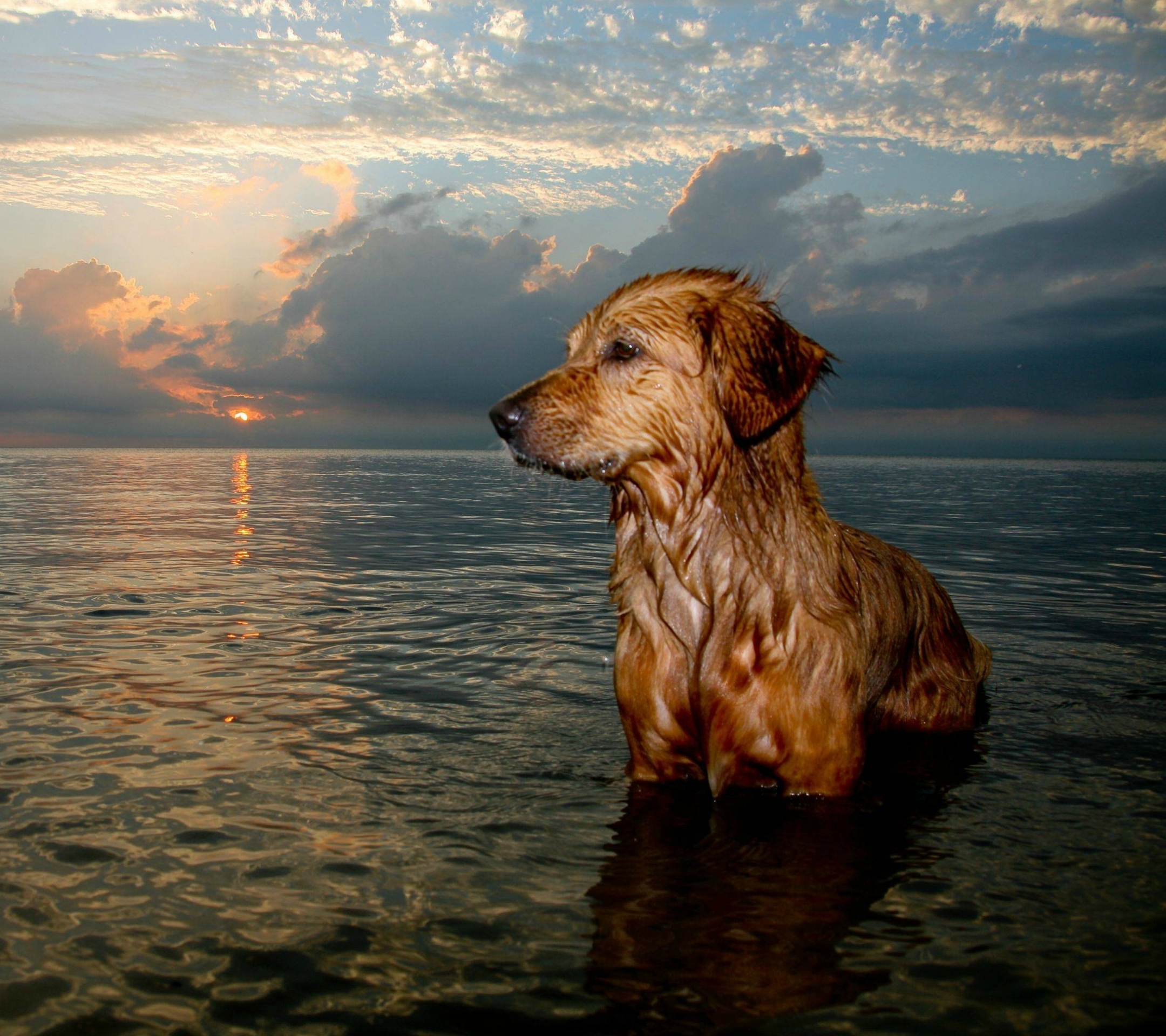 Baixar papel de parede para celular de Animais, Cães, Cão gratuito.