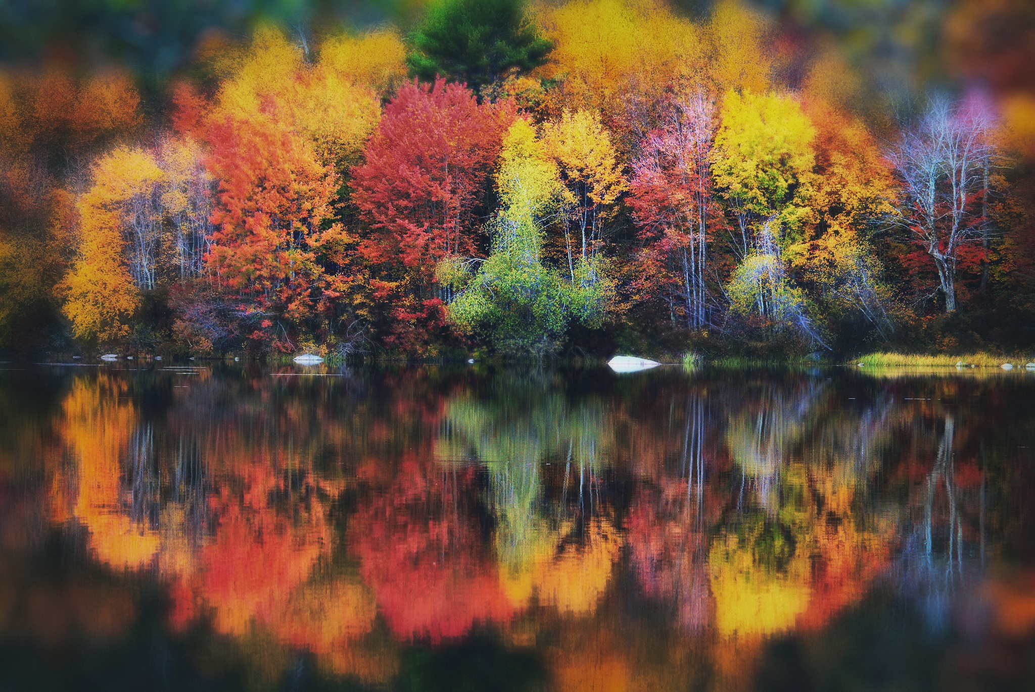 Скачать картинку Природа, Осень, Озеро, Отражение, Дерево, Размытие, Земля/природа в телефон бесплатно.