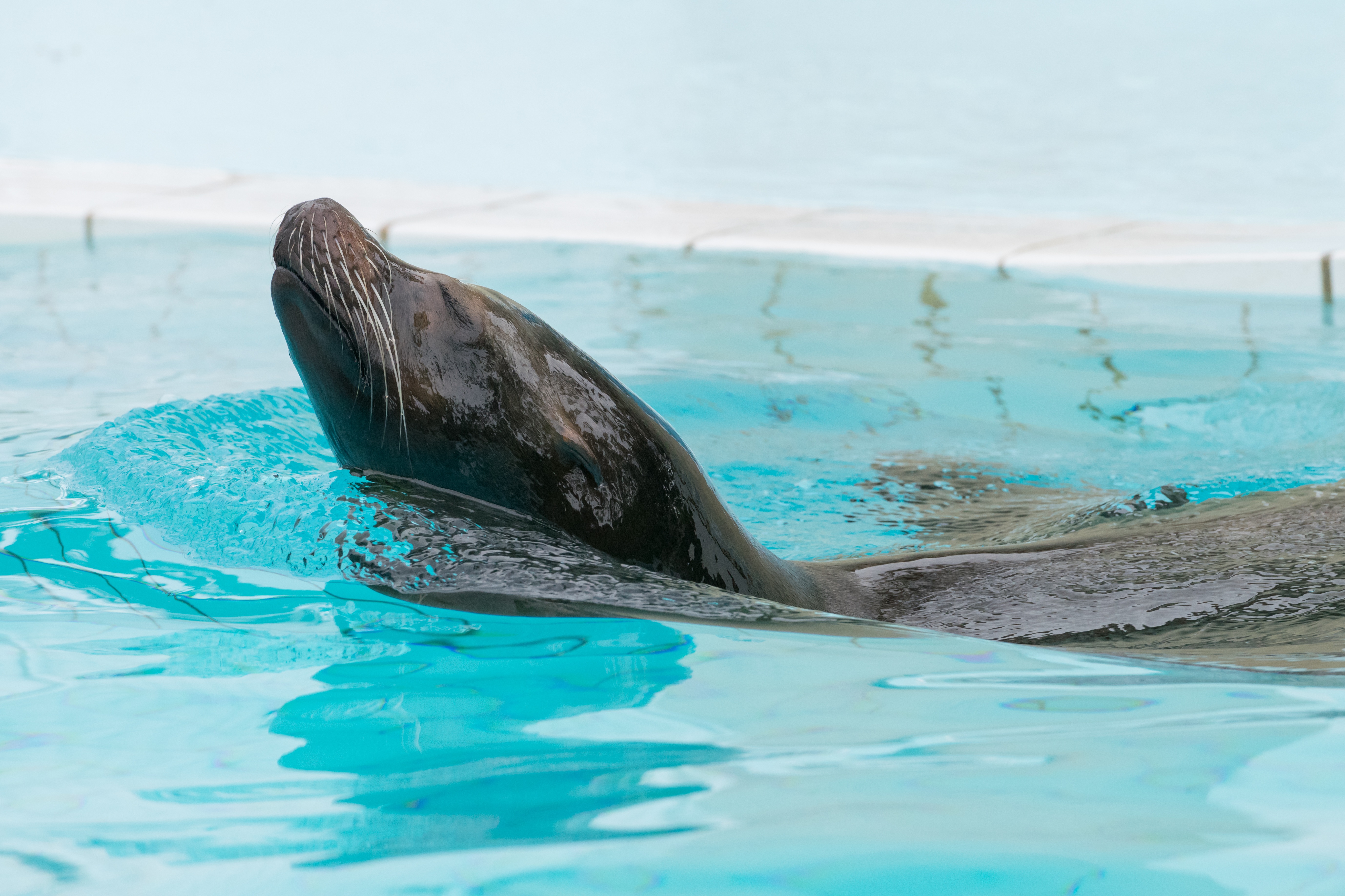 animals, to swim, swim, pool, fur seal