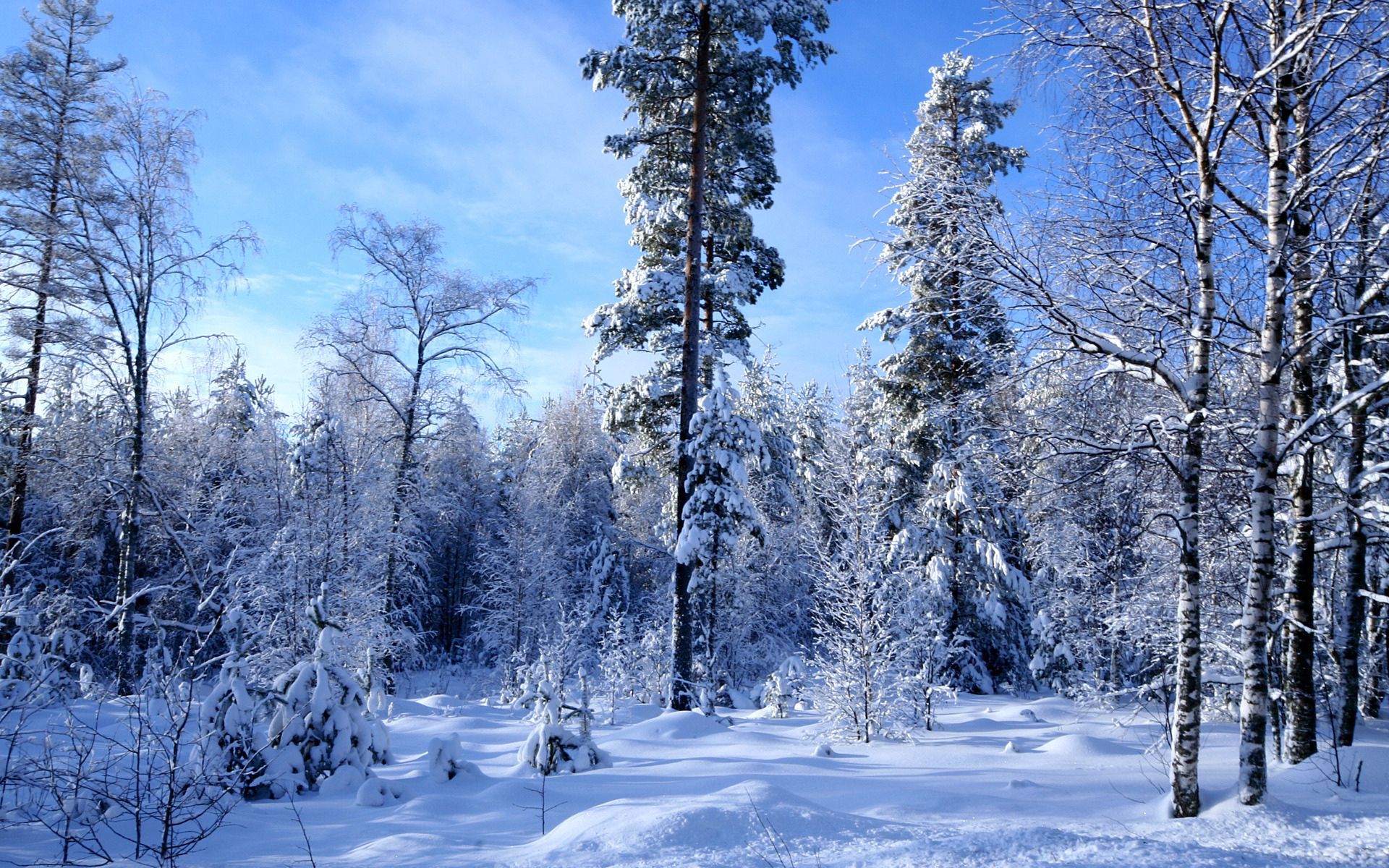 63203 скачать обои природа, зима, деревья, небо, снег, лес, лазурь, опушка - заставки и картинки бесплатно