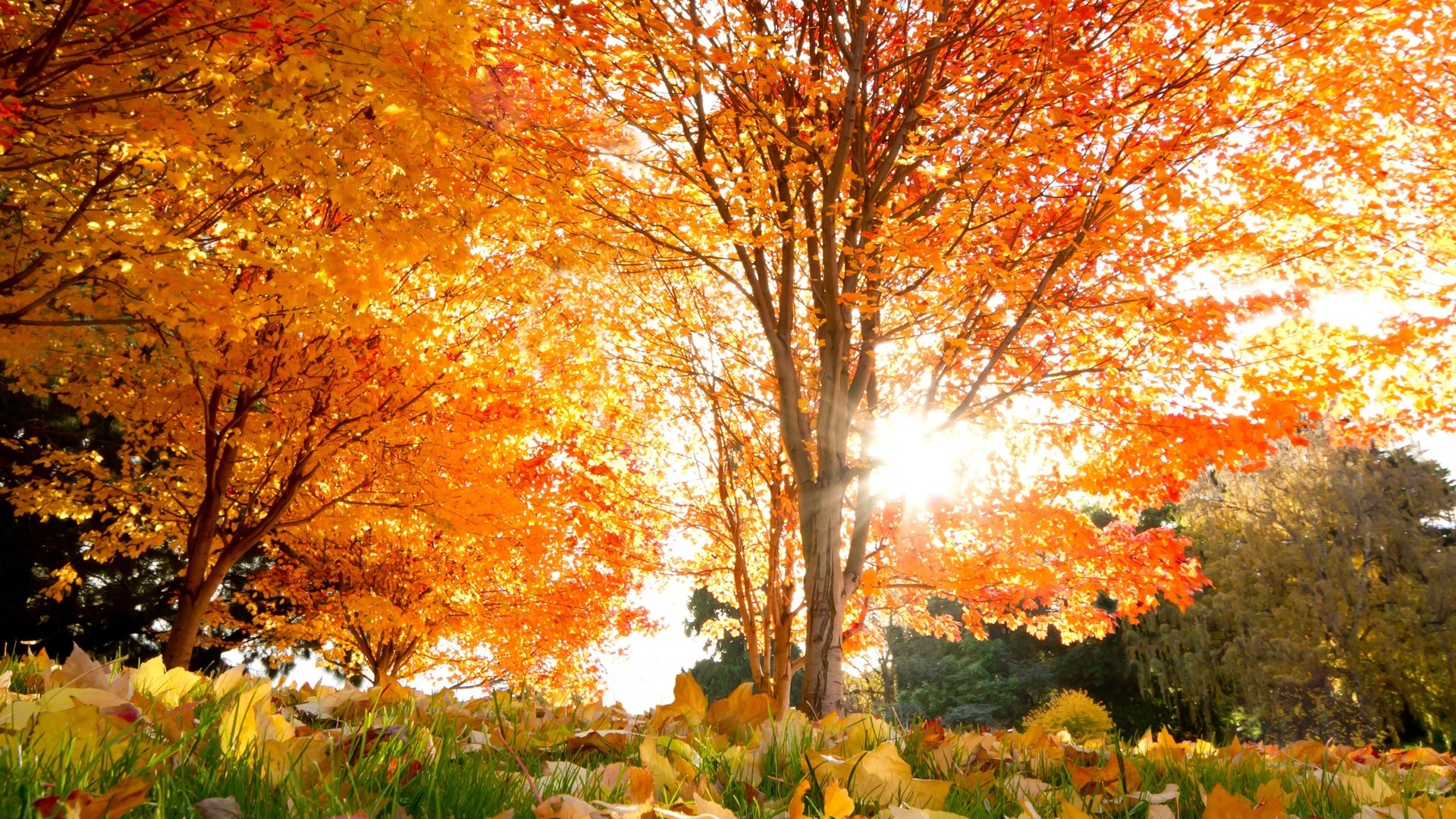 Free download wallpaper Fall, Earth on your PC desktop