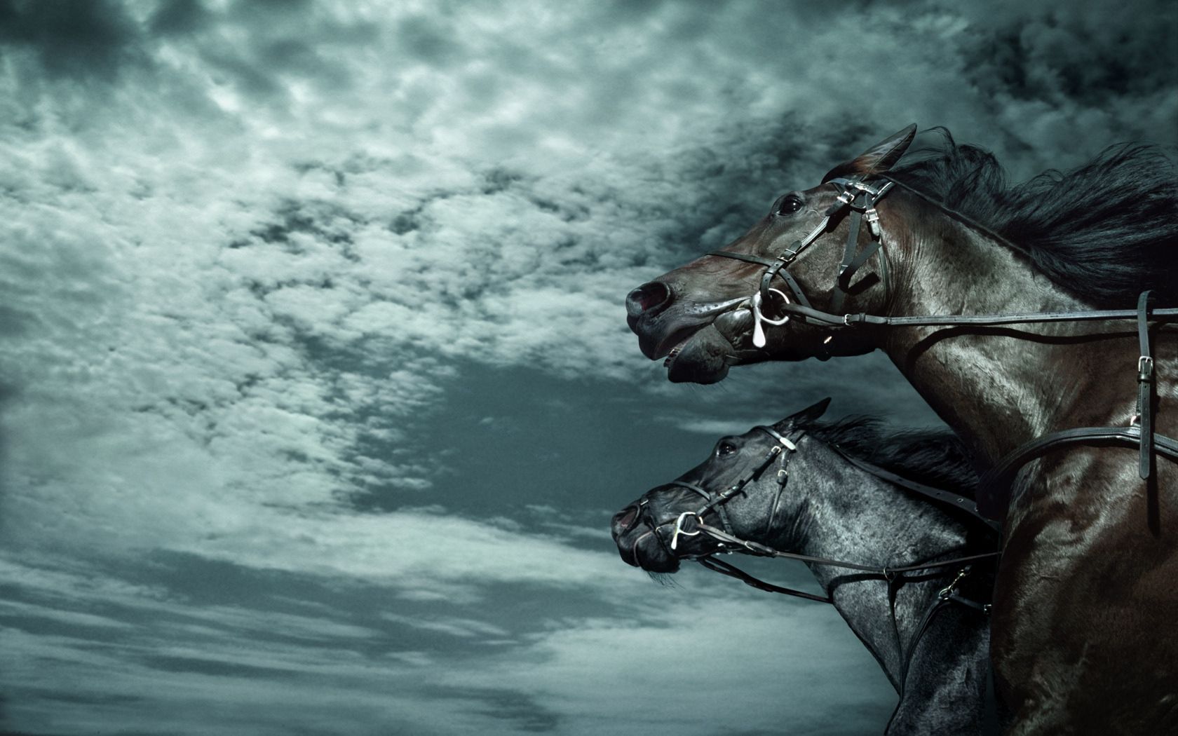 Free download wallpaper Animals, Sky, Speed, Dark, Horses on your PC desktop