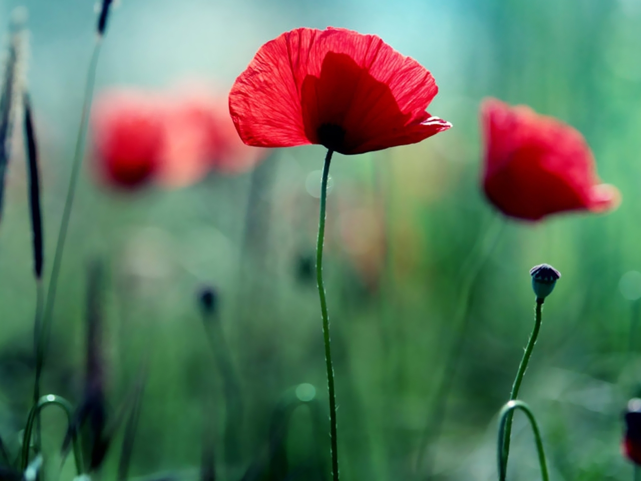 Download mobile wallpaper Plants, Poppies, Flowers for free.
