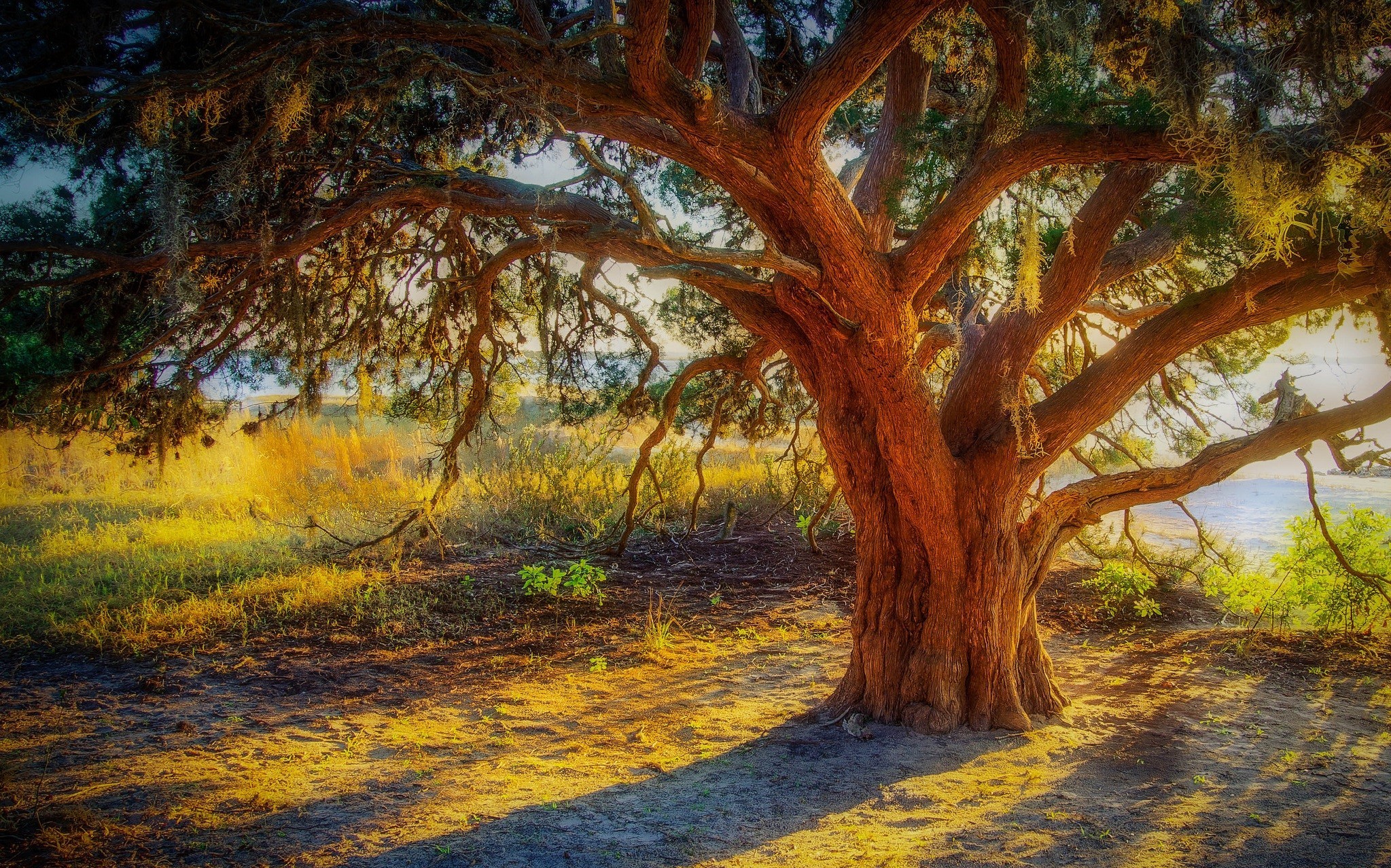 Laden Sie das Bäume, Baum, Erde/natur, Sonnenschein-Bild kostenlos auf Ihren PC-Desktop herunter