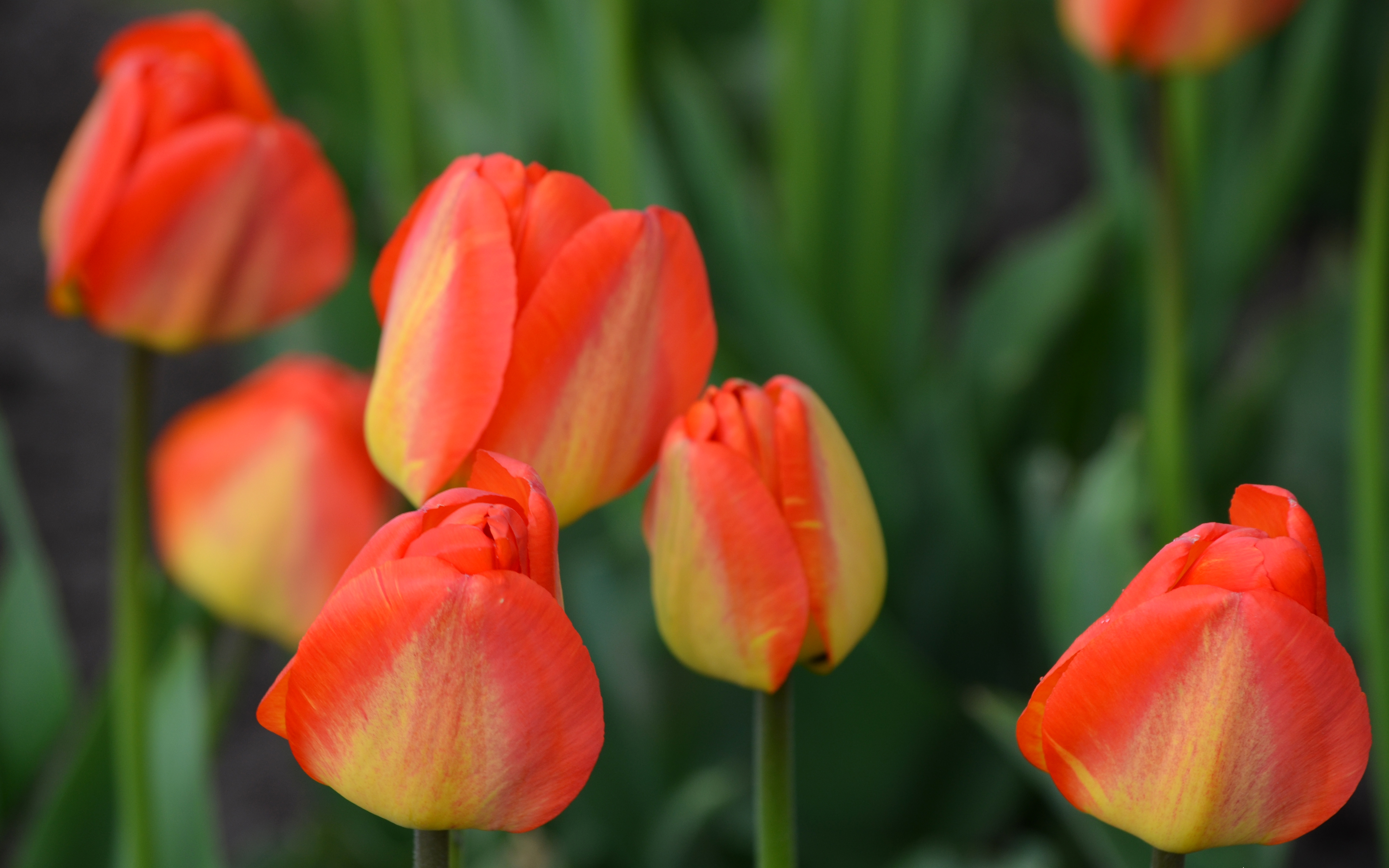 Téléchargez des papiers peints mobile Fleurs, Fleur, Tulipe, La Nature, Terre/nature, Fleur D'oranger gratuitement.