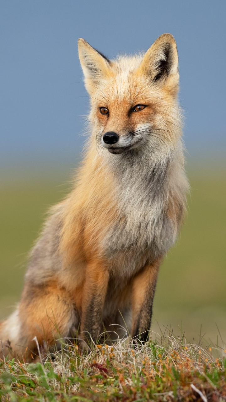 Download mobile wallpaper Fox, Animal for free.