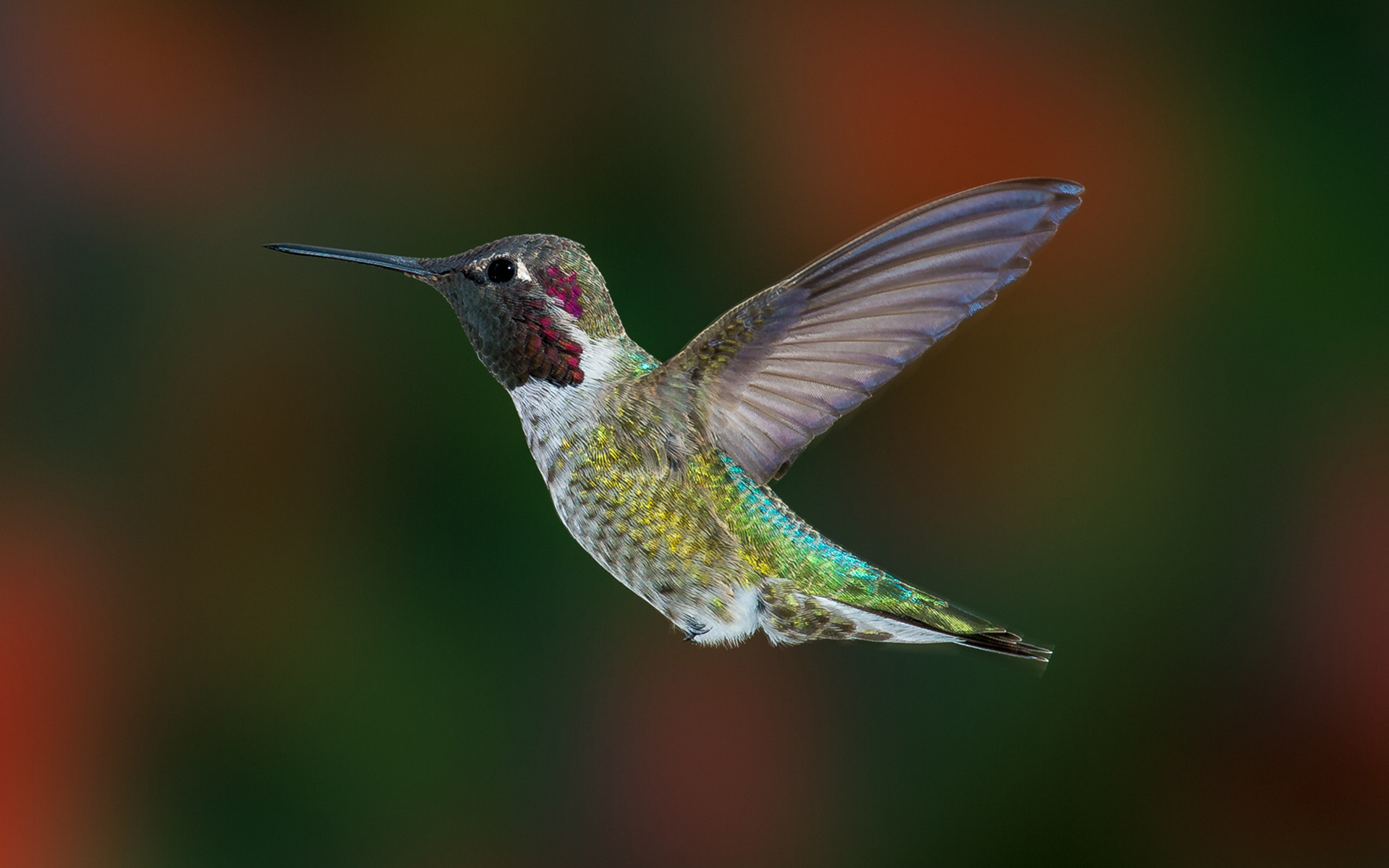 Handy-Wallpaper Kolibri, Vogel, Vögel, Tiere kostenlos herunterladen.