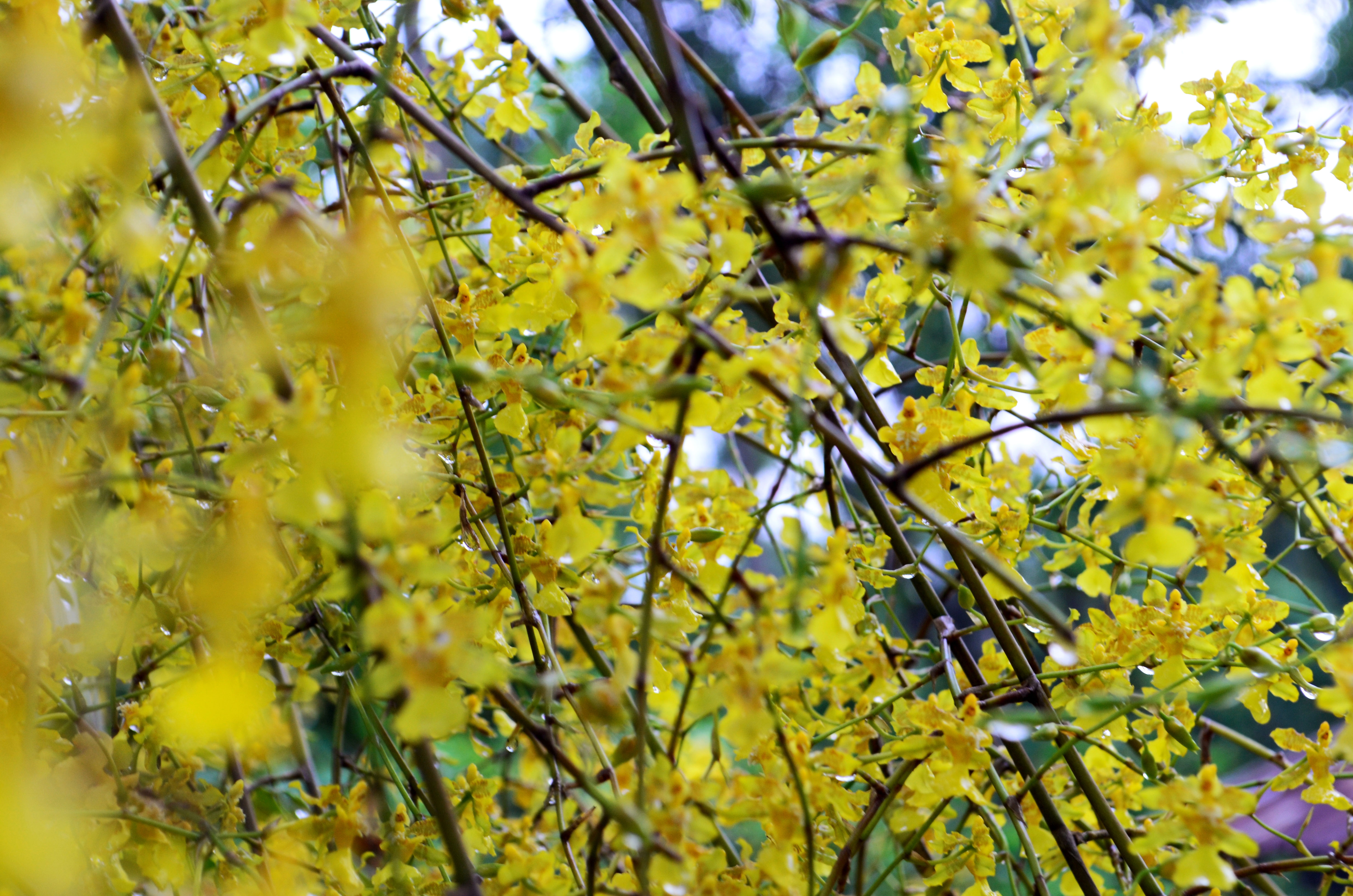 Laden Sie das Blume, Erde/natur-Bild kostenlos auf Ihren PC-Desktop herunter